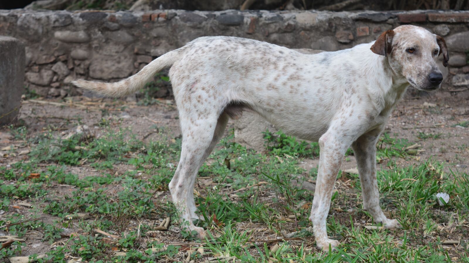 Nikon D5200 sample photo. Pet, street, dog photography