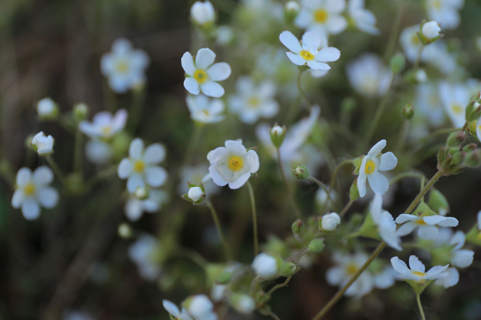 Canon EF 24-70mm F4L IS USM sample photo. The scenery, flower, realism photography