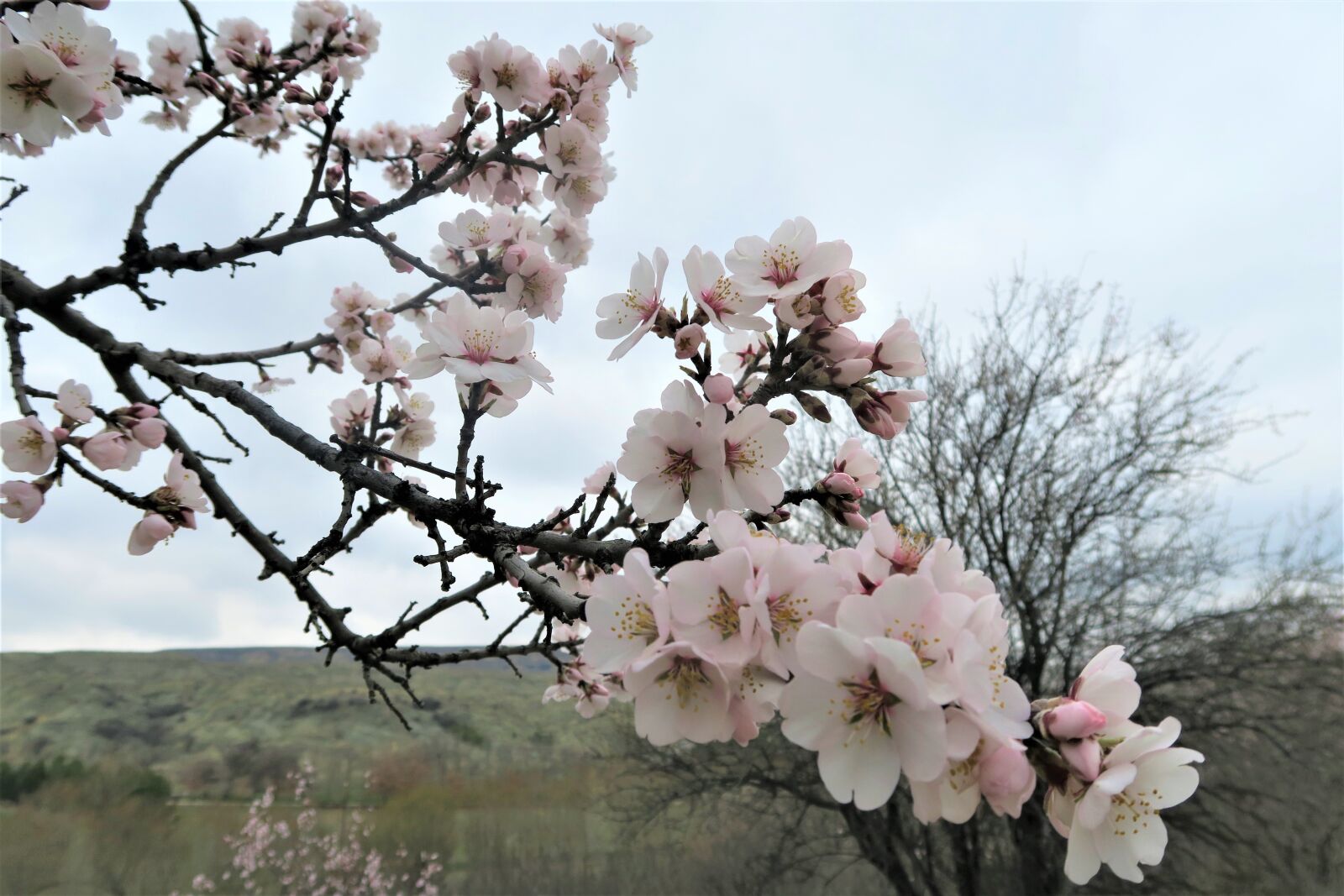 Canon PowerShot G7 X sample photo. Almond tree, branch, tree photography
