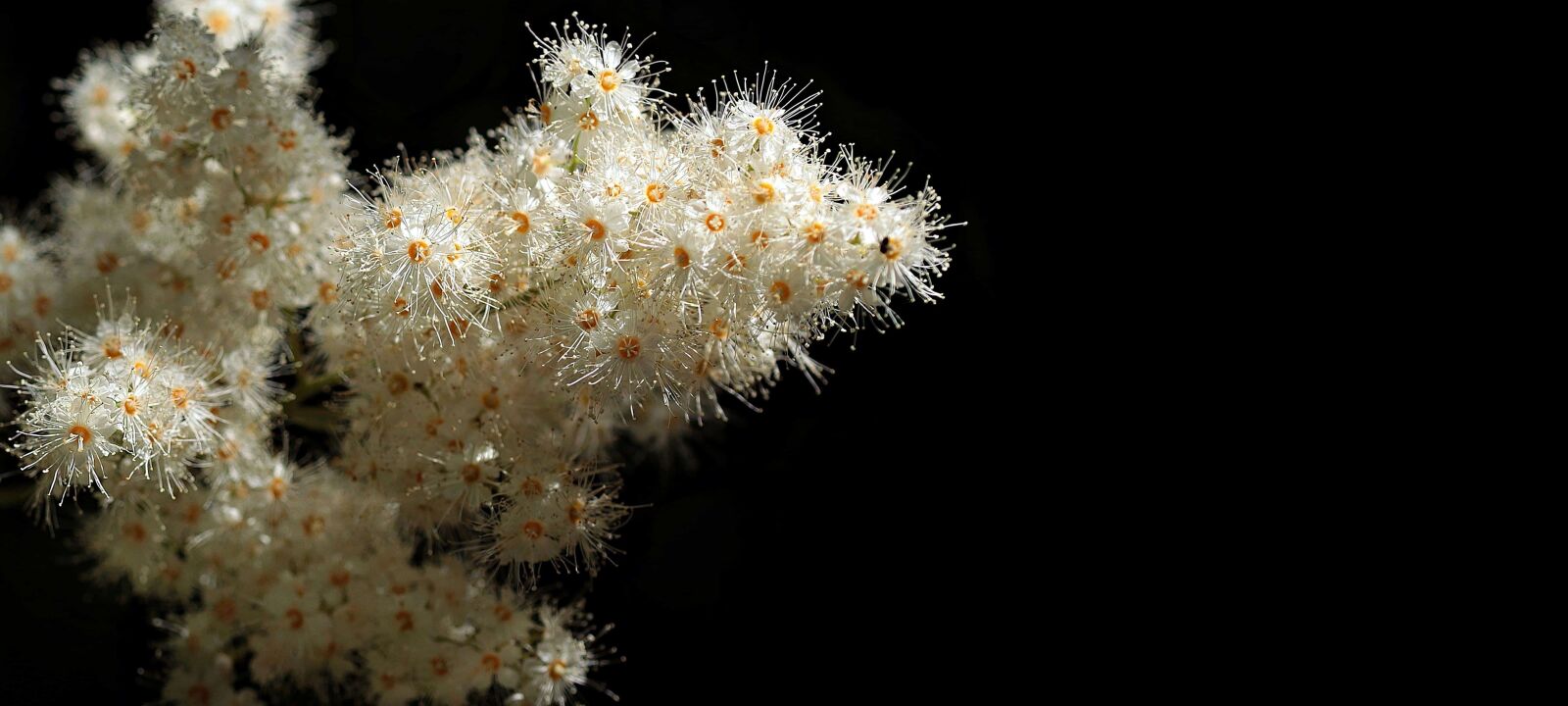 Canon EOS 80D sample photo. Macro, photography, white flower photography
