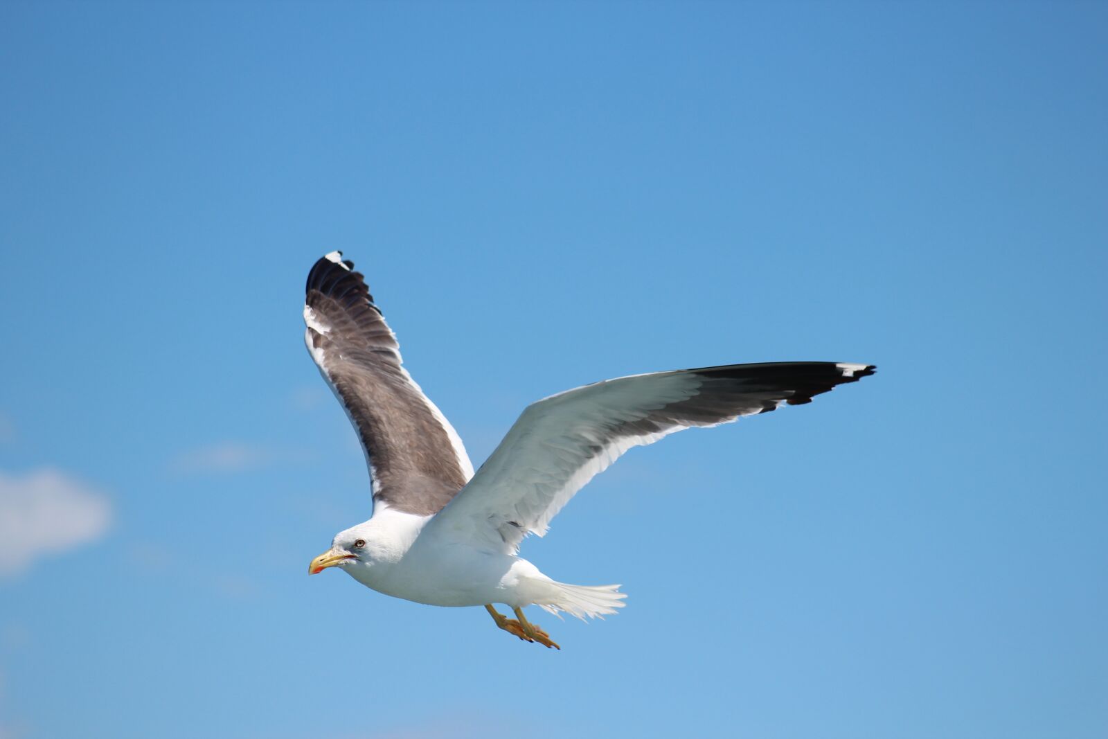 Canon EF 75-300mm f/4-5.6 USM sample photo. Bird, seagulls, flight photography