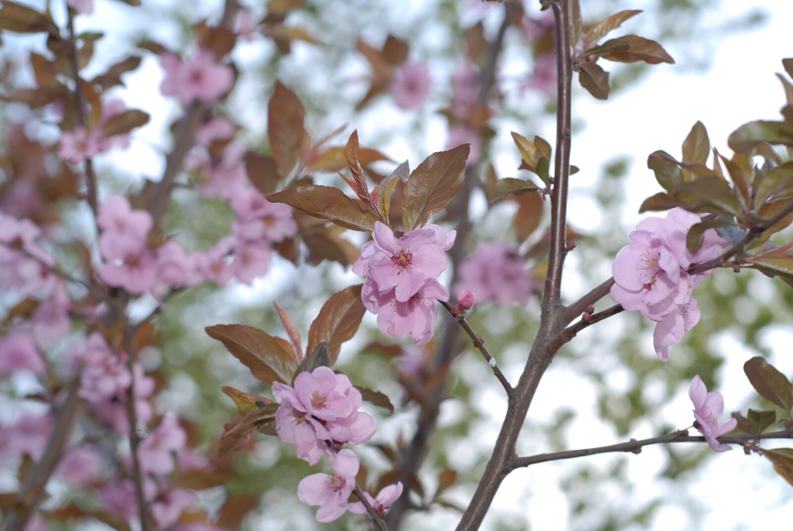 Nikon D200 sample photo. Spring, flowers, pink photography