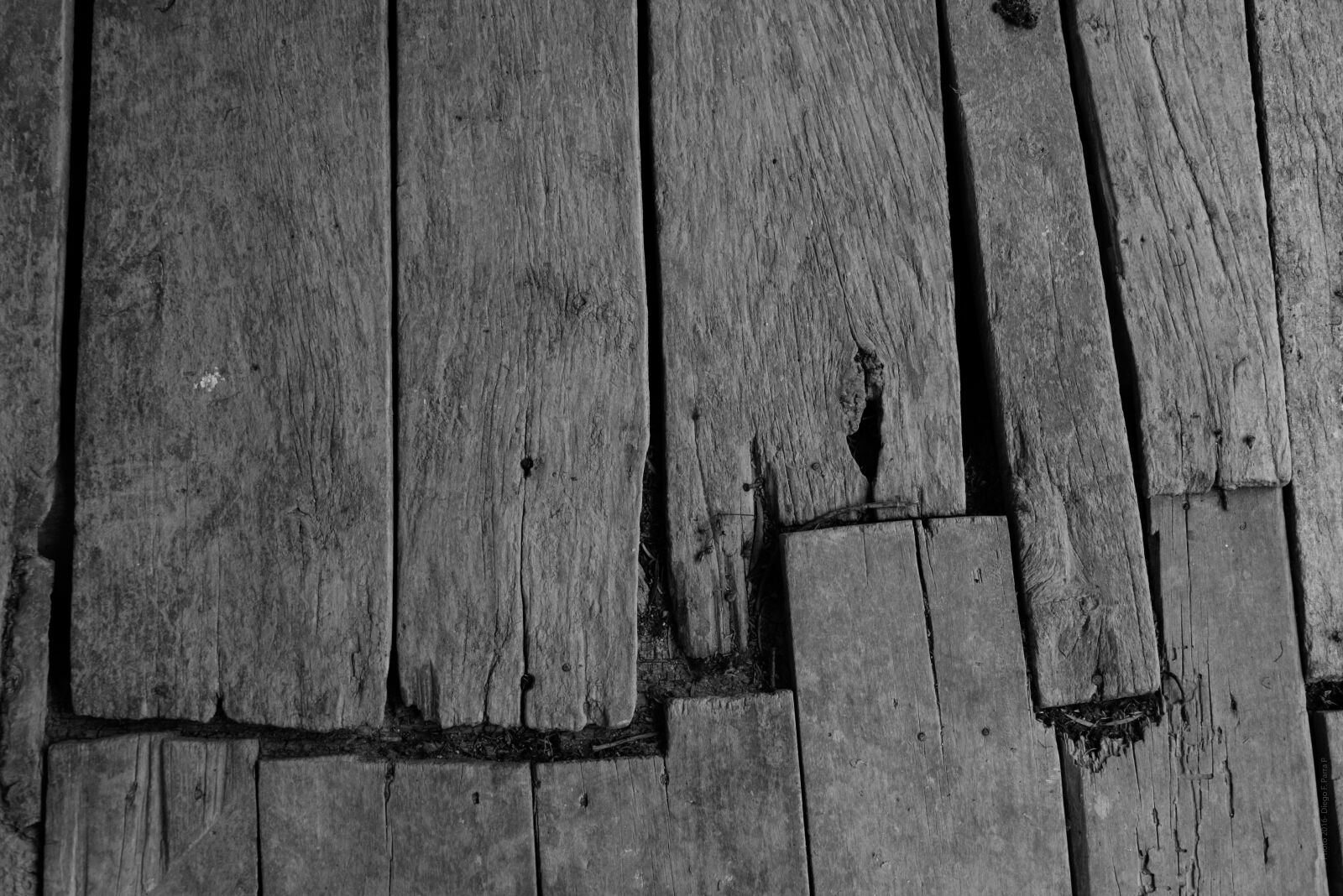 Nikon D800 sample photo. Texture, tree, black and photography