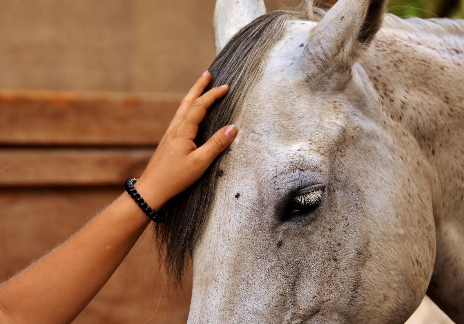 Nikon D7200 sample photo. Love for animals, horse photography