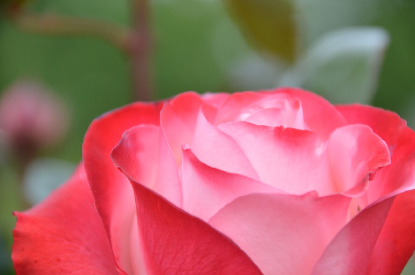 Nikon D5100 sample photo. Blossom, bloom, rose photography