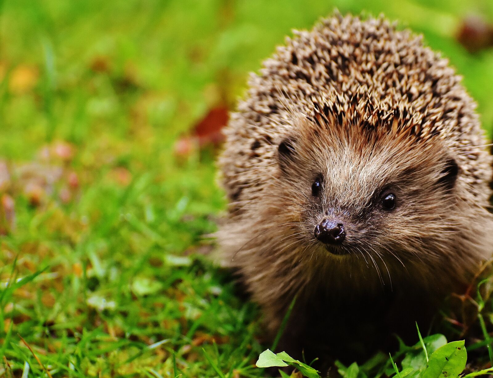 Nikon D7200 sample photo. Hedgehog child, hedgehog, animal photography