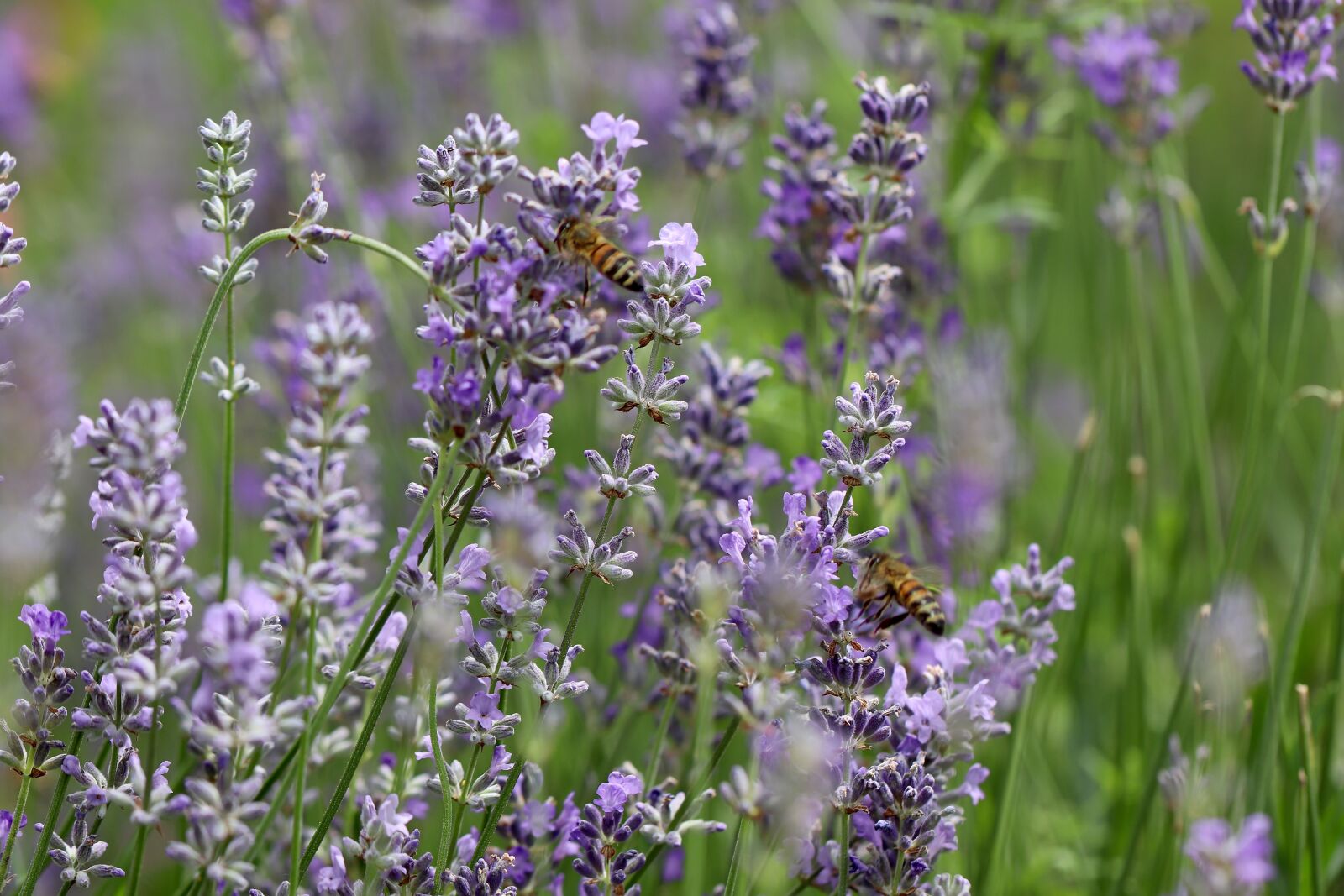 Canon EOS 800D (EOS Rebel T7i / EOS Kiss X9i) sample photo. Lavender, honey bees, lavender photography