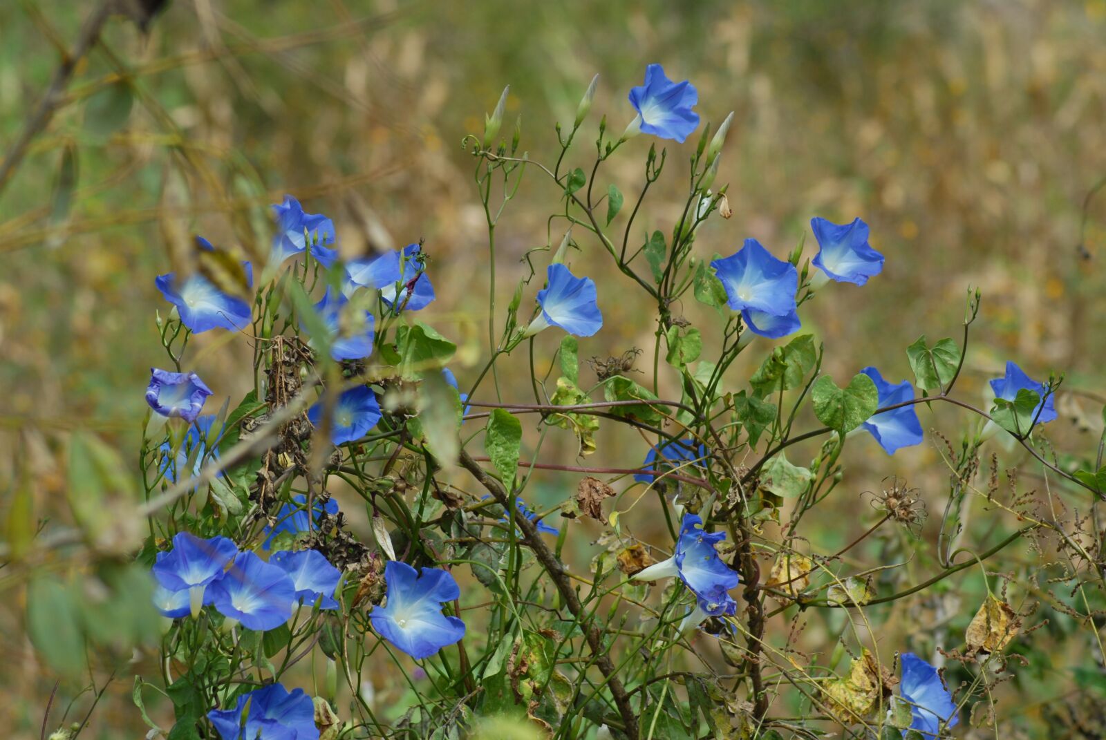 Nikon D200 sample photo. Bell, field, flower photography