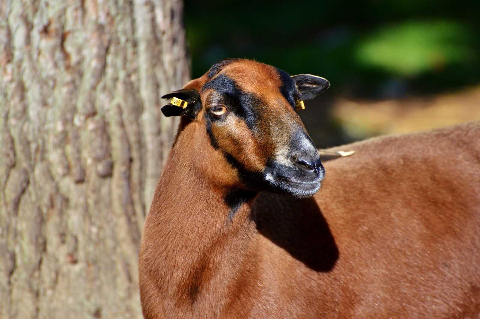 Nikon D3200 sample photo. Goat, livestock, billy goat photography