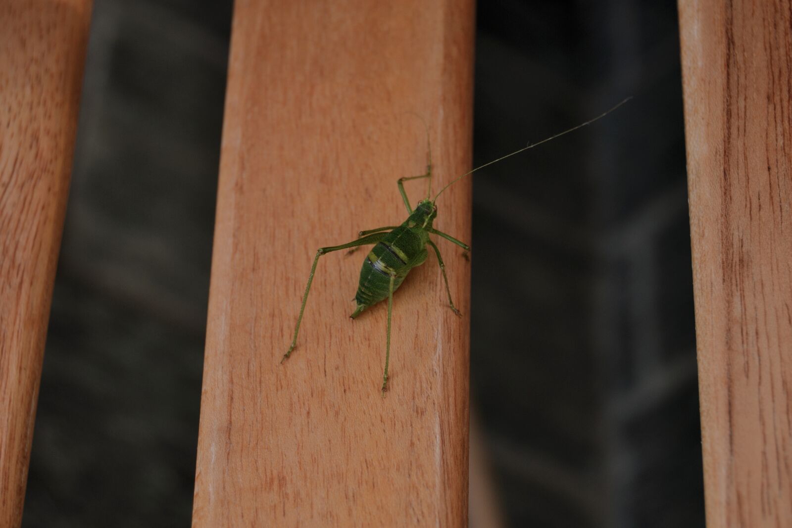 Nikon D3100 sample photo. Grasshopper, animals, insect photography
