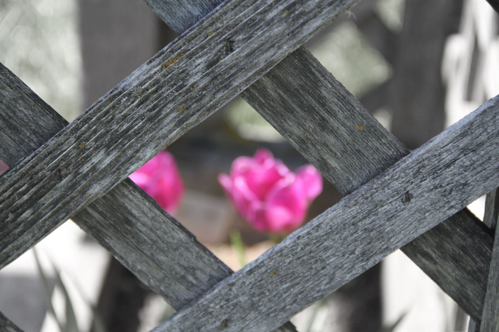 Canon EOS 7D sample photo. Pink tulips, garden, spring photography