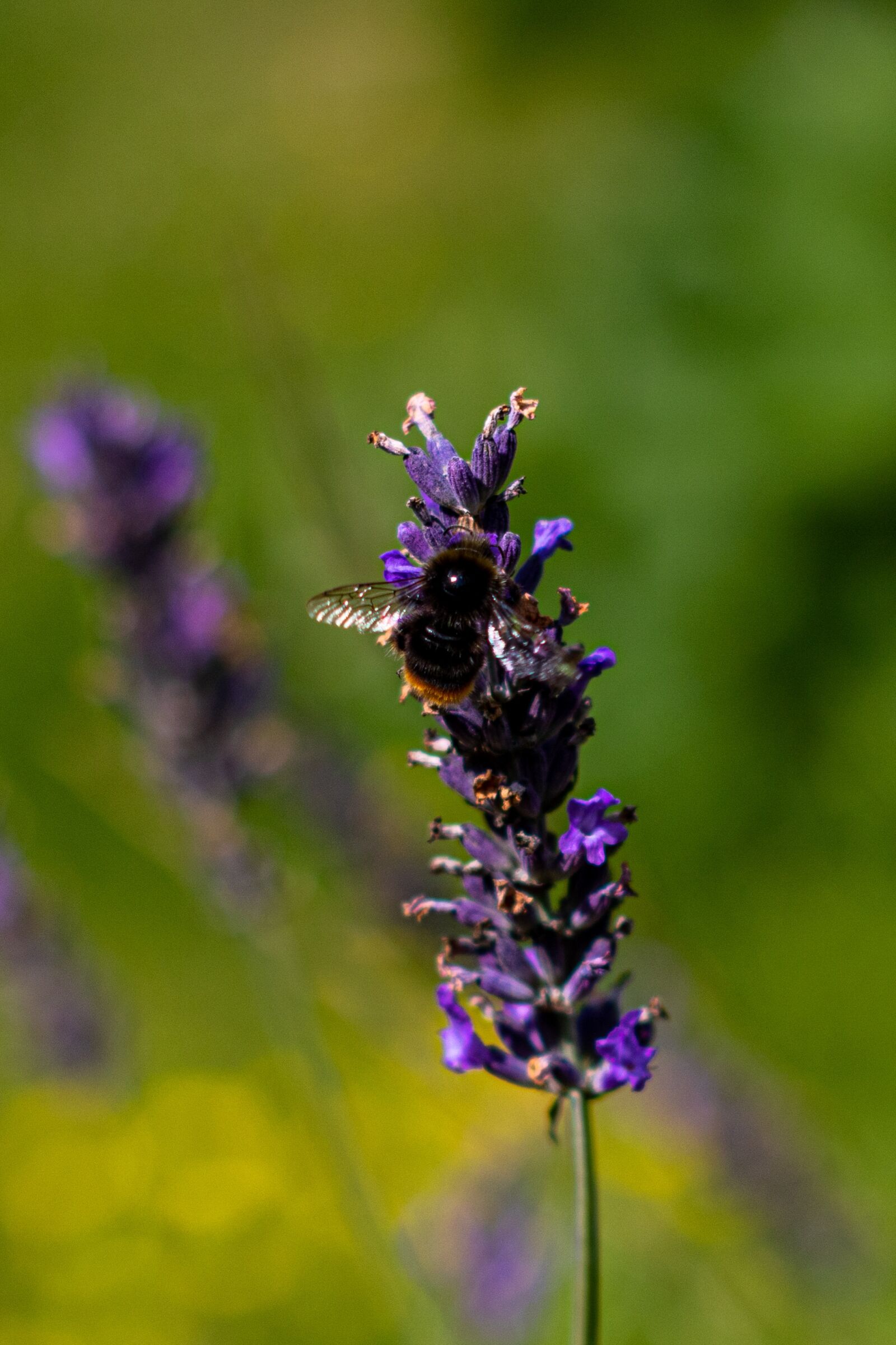 YN50mm f/1.8 II sample photo. Bee, lavender, flower photography