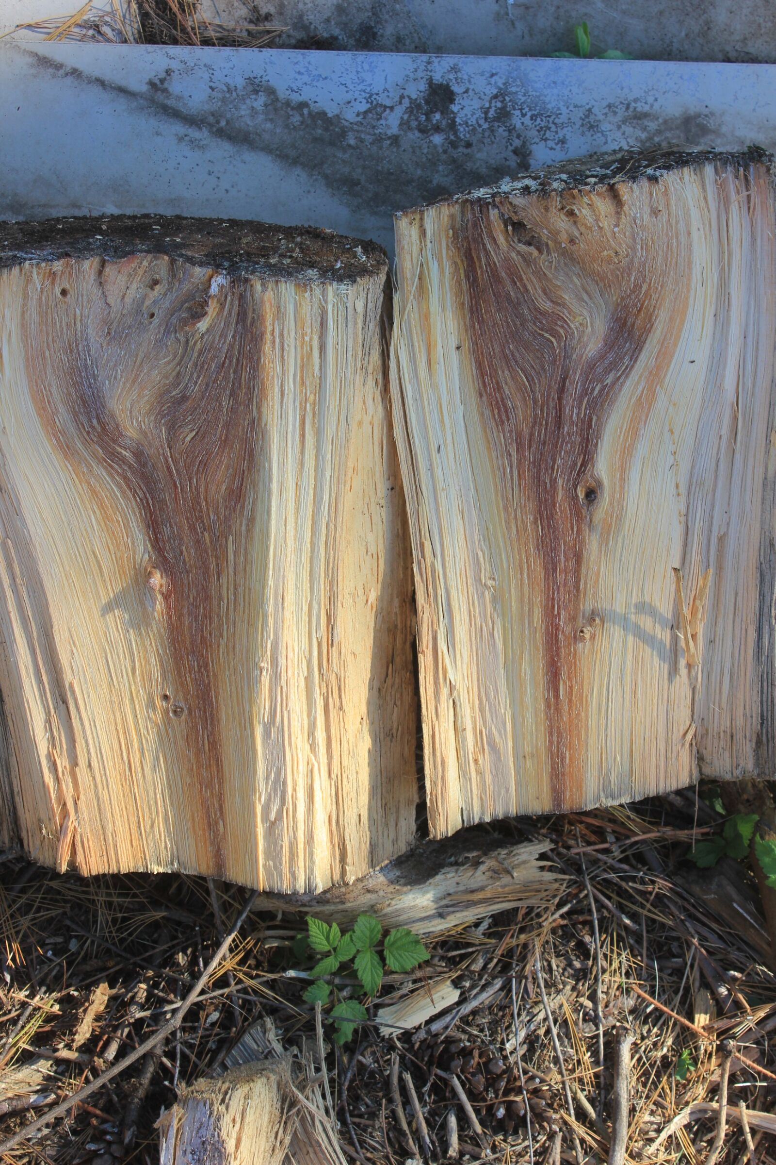 Canon EOS 550D (EOS Rebel T2i / EOS Kiss X4) sample photo. Wood spirits, pine, firewood photography