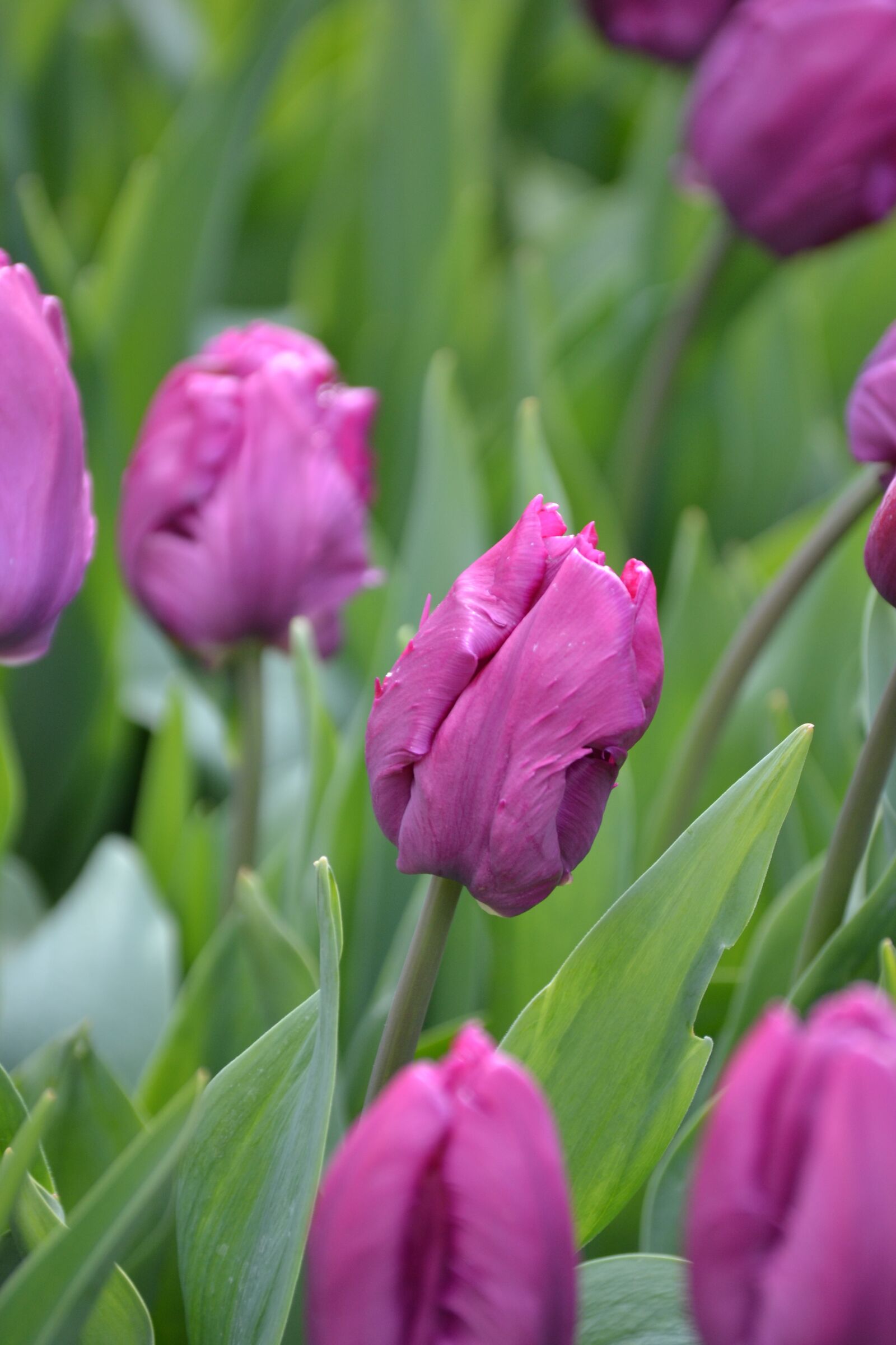 Nikon D3100 sample photo. Tulips, purple, purple flowers photography