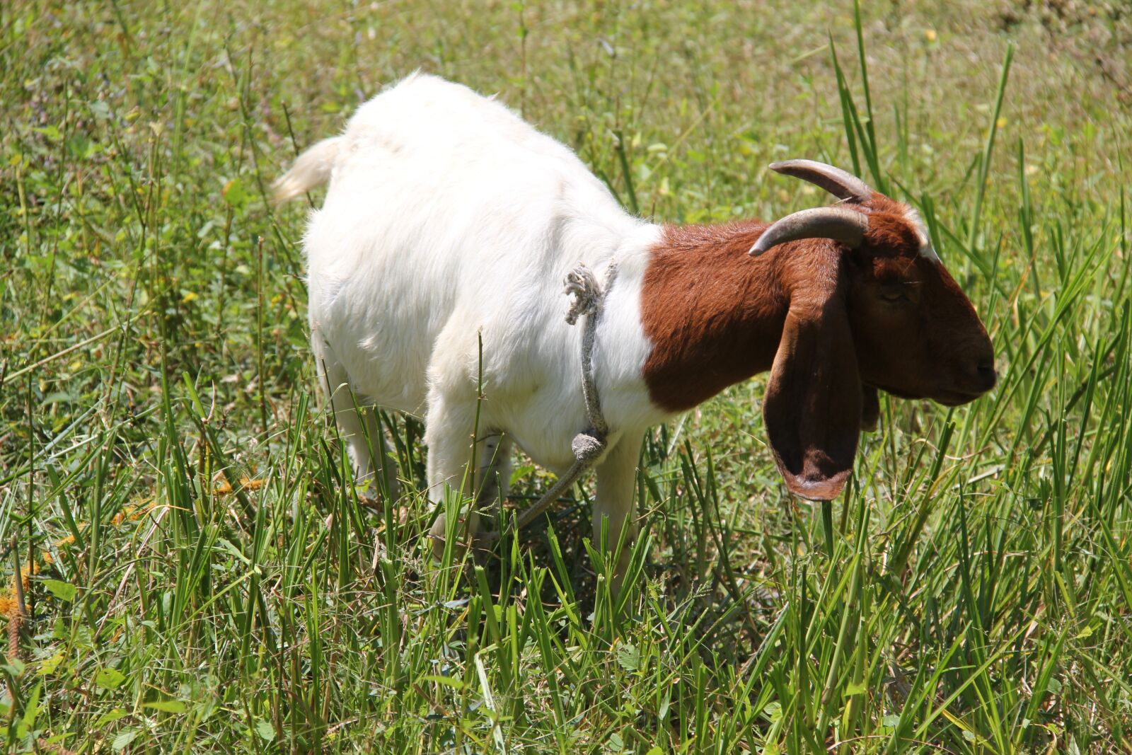 Canon EOS 550D (EOS Rebel T2i / EOS Kiss X4) sample photo. Boer, goat, doe photography
