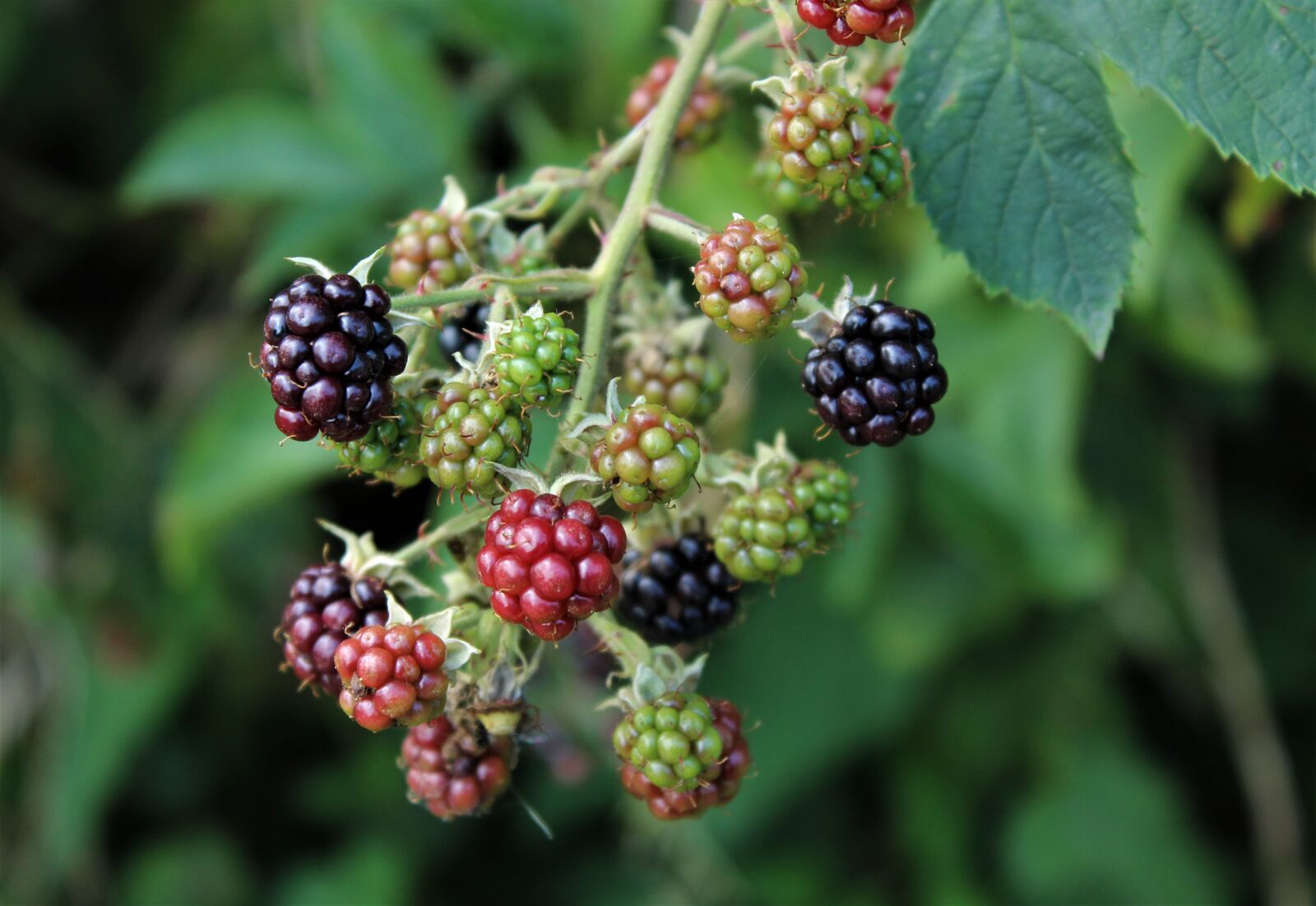 Canon EOS 4000D (EOS Rebel T100 / EOS 3000D) sample photo. Berries, berry, blackberries photography