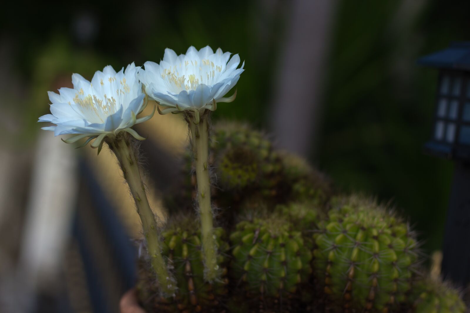 Canon EOS 700D (EOS Rebel T5i / EOS Kiss X7i) + Canon EF 50mm F1.8 STM sample photo. Flower, white, cantus photography