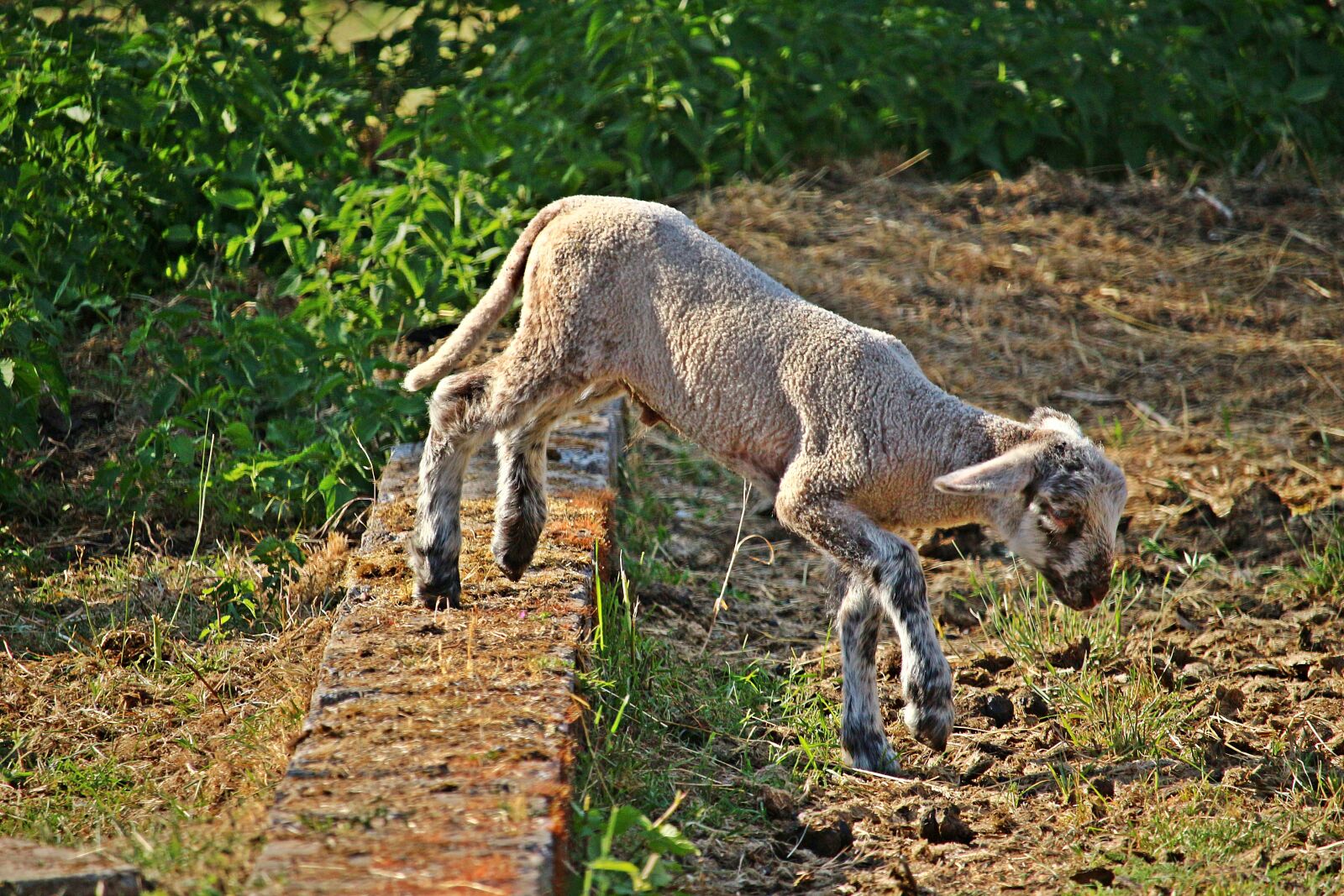Canon EOS 100D (EOS Rebel SL1 / EOS Kiss X7) sample photo. Lamb, sheep, pasture photography