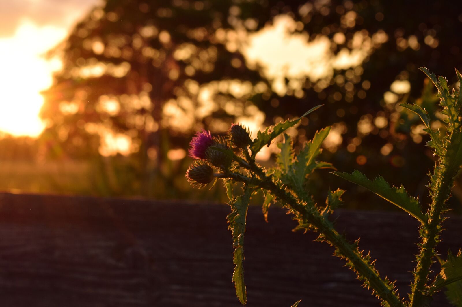 Nikon D3300 sample photo. Evening, backlighting, thistle photography