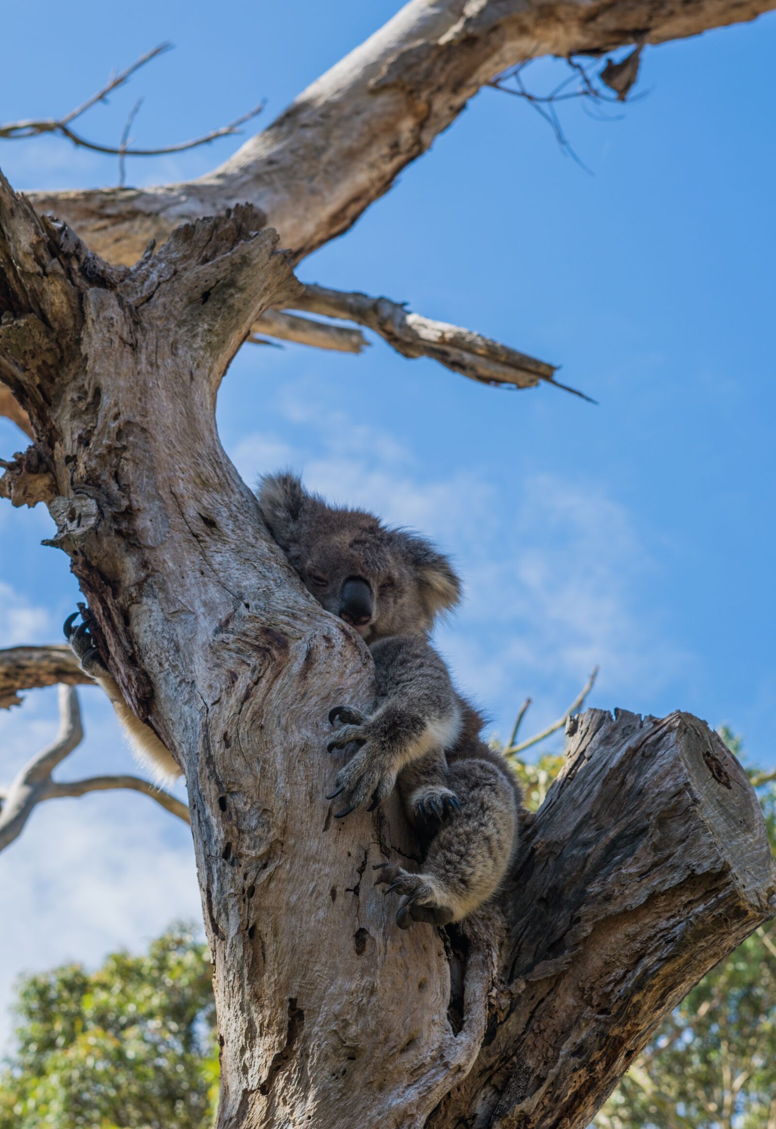 Sony a7R II sample photo. Koala, tree, aus photography