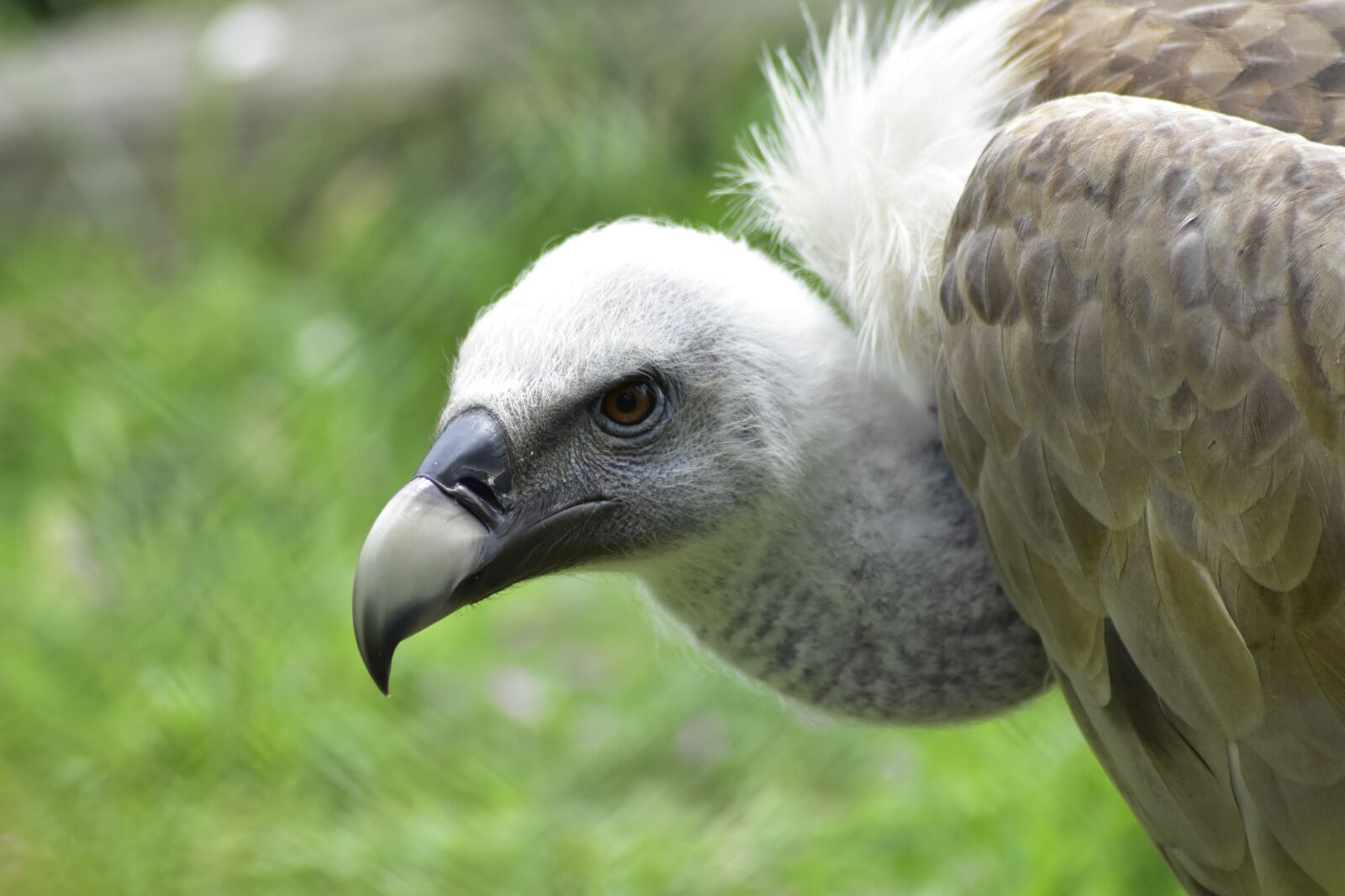 Nikon D3400 sample photo. Gyps fulvus, griffon vulture photography