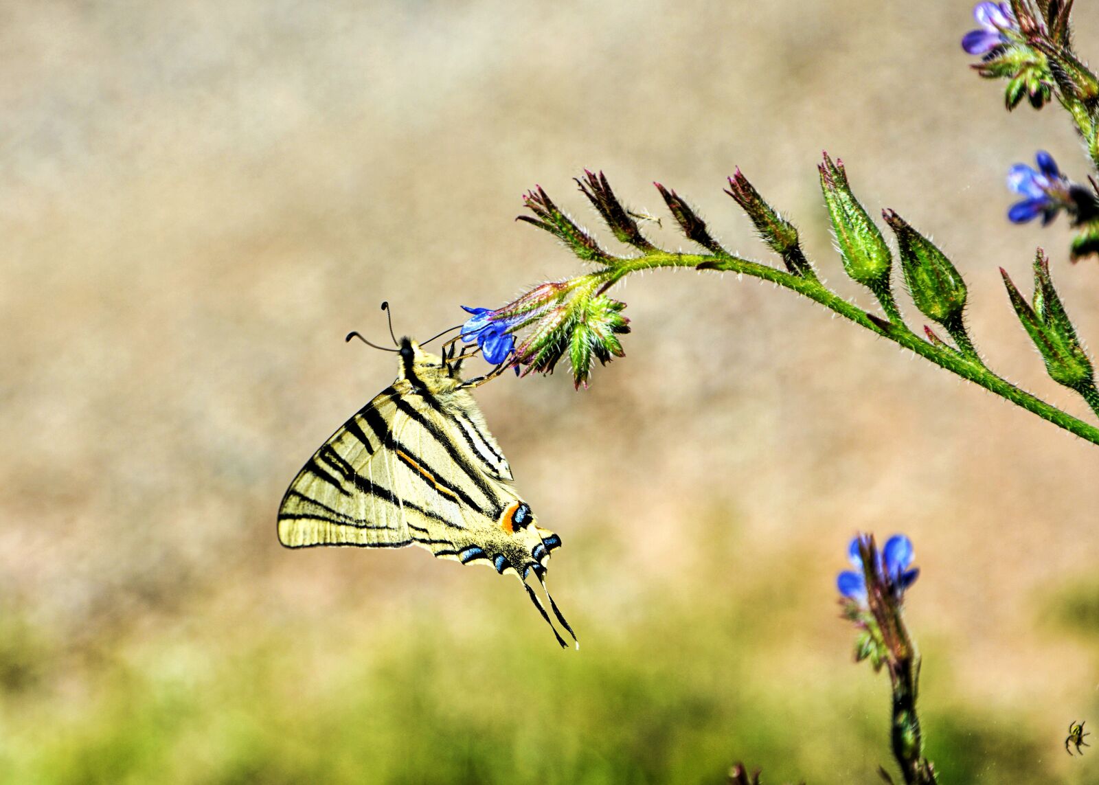 Nikon D7100 sample photo. Butterfly, swallow tail, insect photography