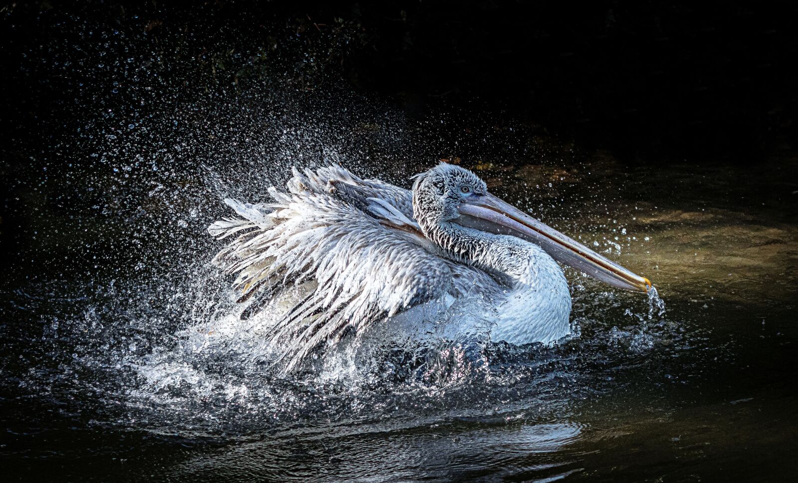 Canon EF 70-300 F4-5.6 IS II USM sample photo. Pelikan, dalmatian pelican, bird photography