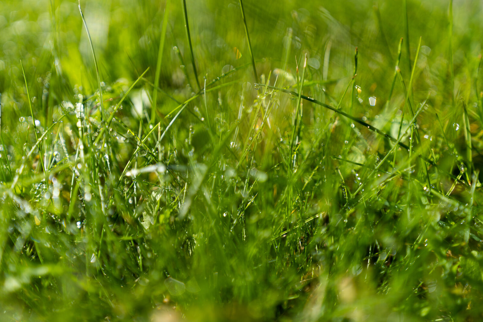 Sony a7R IV sample photo. After the rain grass photography