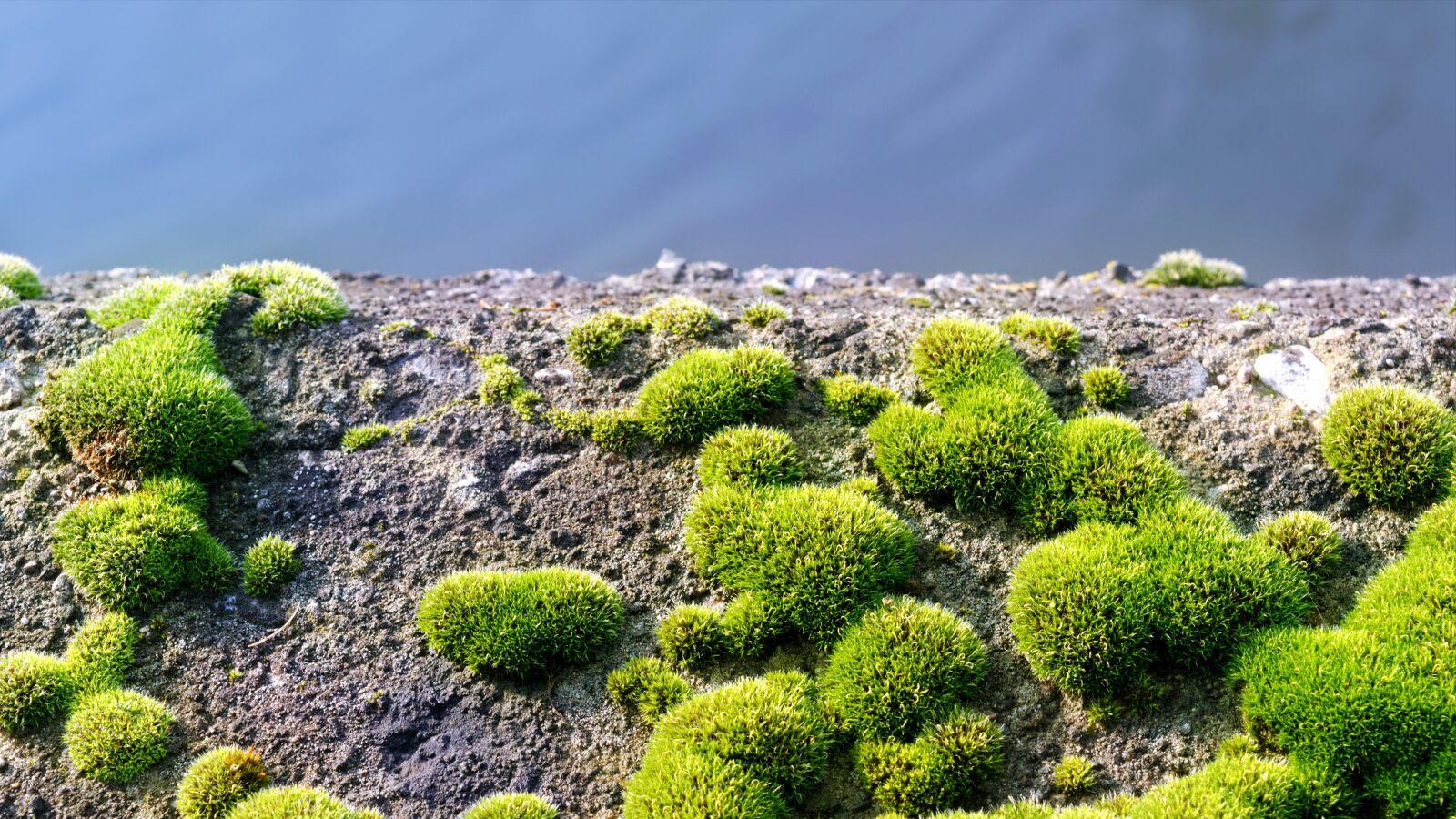 Nikon D3100 sample photo. Moss, green, almost photography