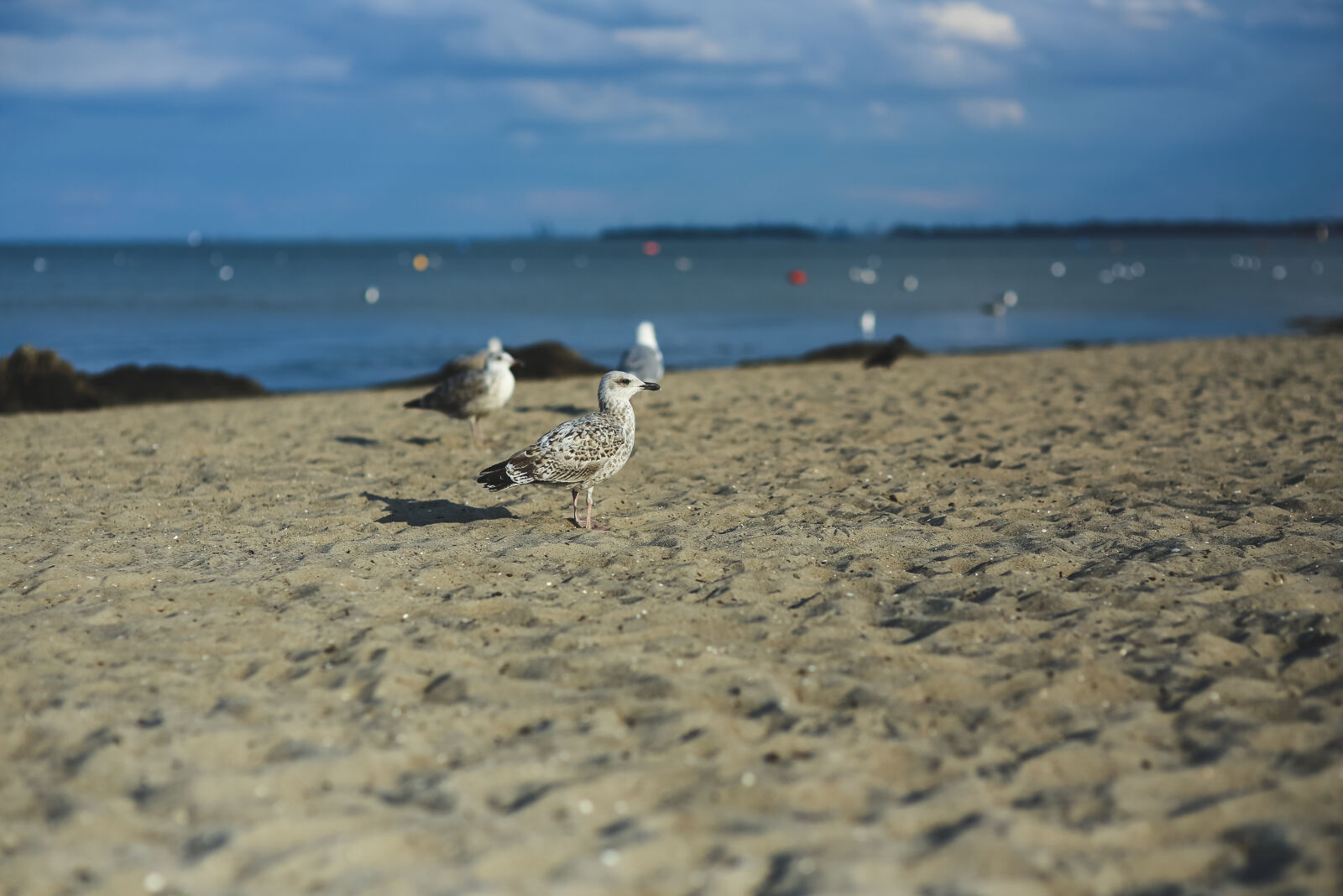 Canon EOS 6D + Sigma 85mm F1.4 EX DG HSM sample photo. Seagull, on, a, sandy photography