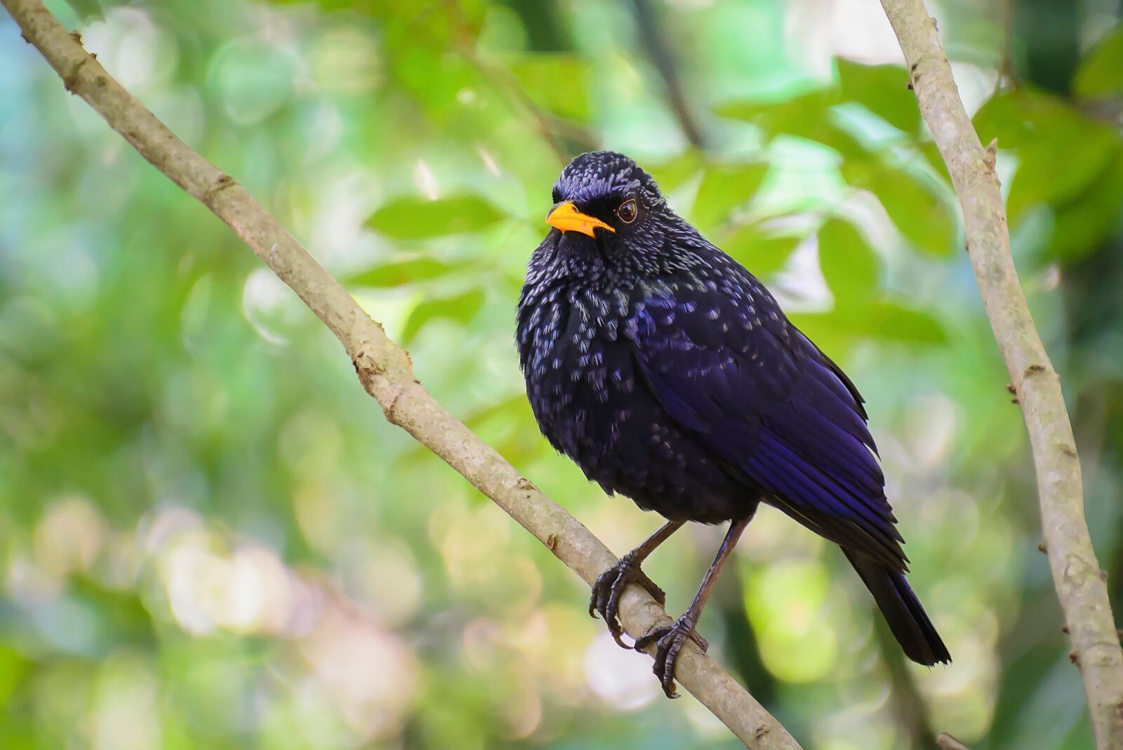 Nikon D7100 sample photo. Birds, black, mouth photography