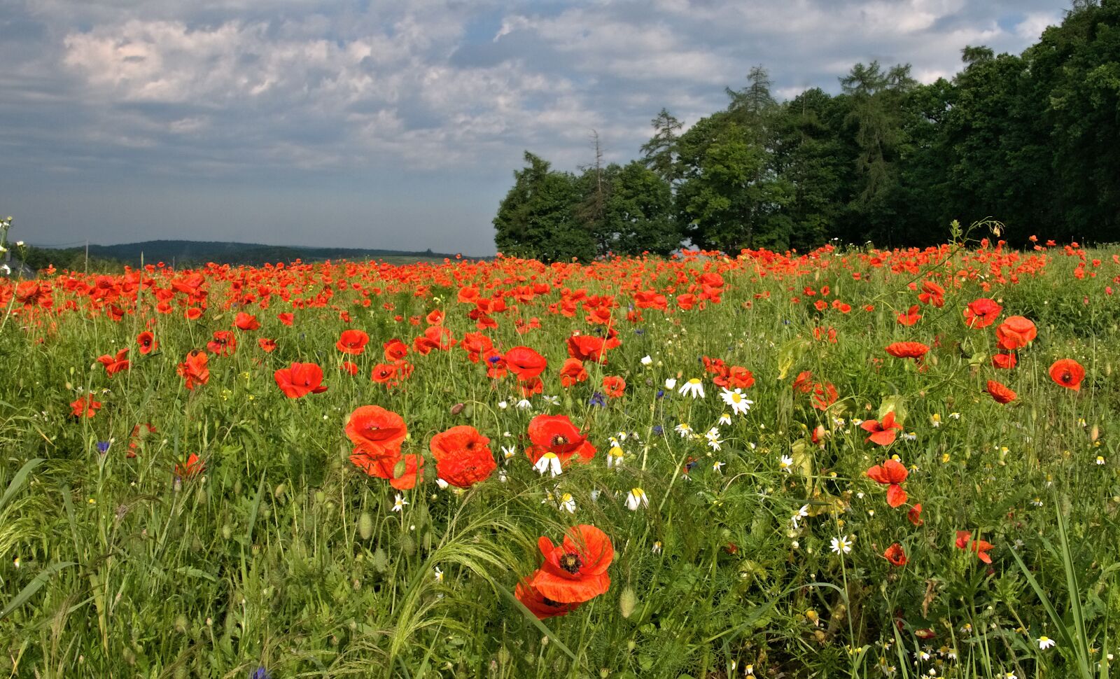 Panasonic Lumix DMC-LX100 sample photo. Poppies, spring, field photography
