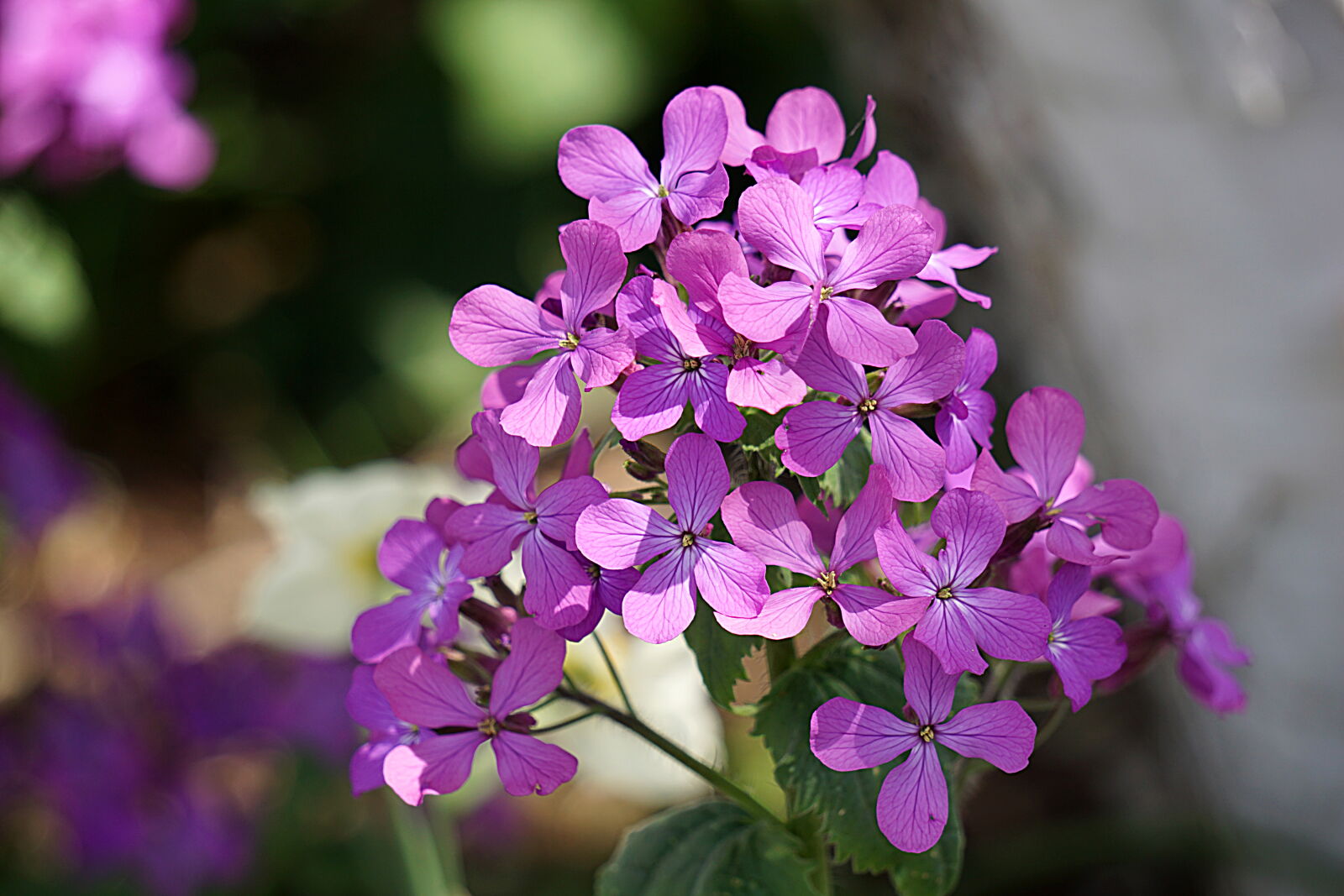 Sony a6000 sample photo. Botanique, ete, fleur, floraison photography