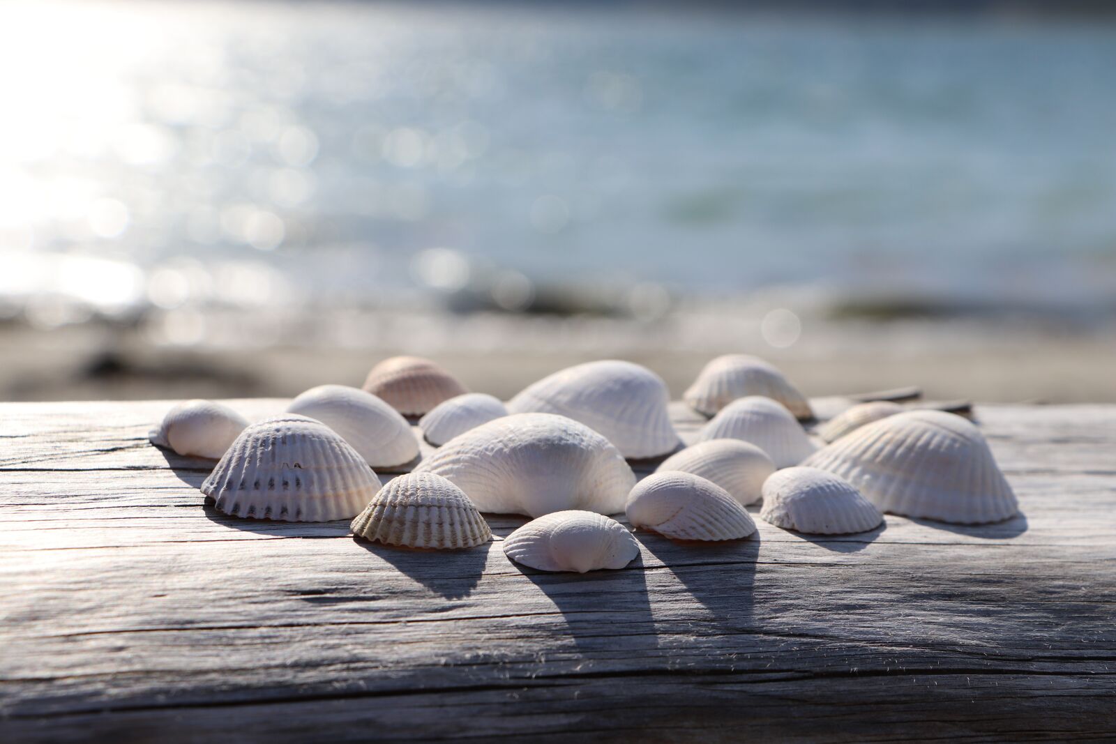 Canon EOS 800D (EOS Rebel T7i / EOS Kiss X9i) sample photo. Shell, beach, summer photography