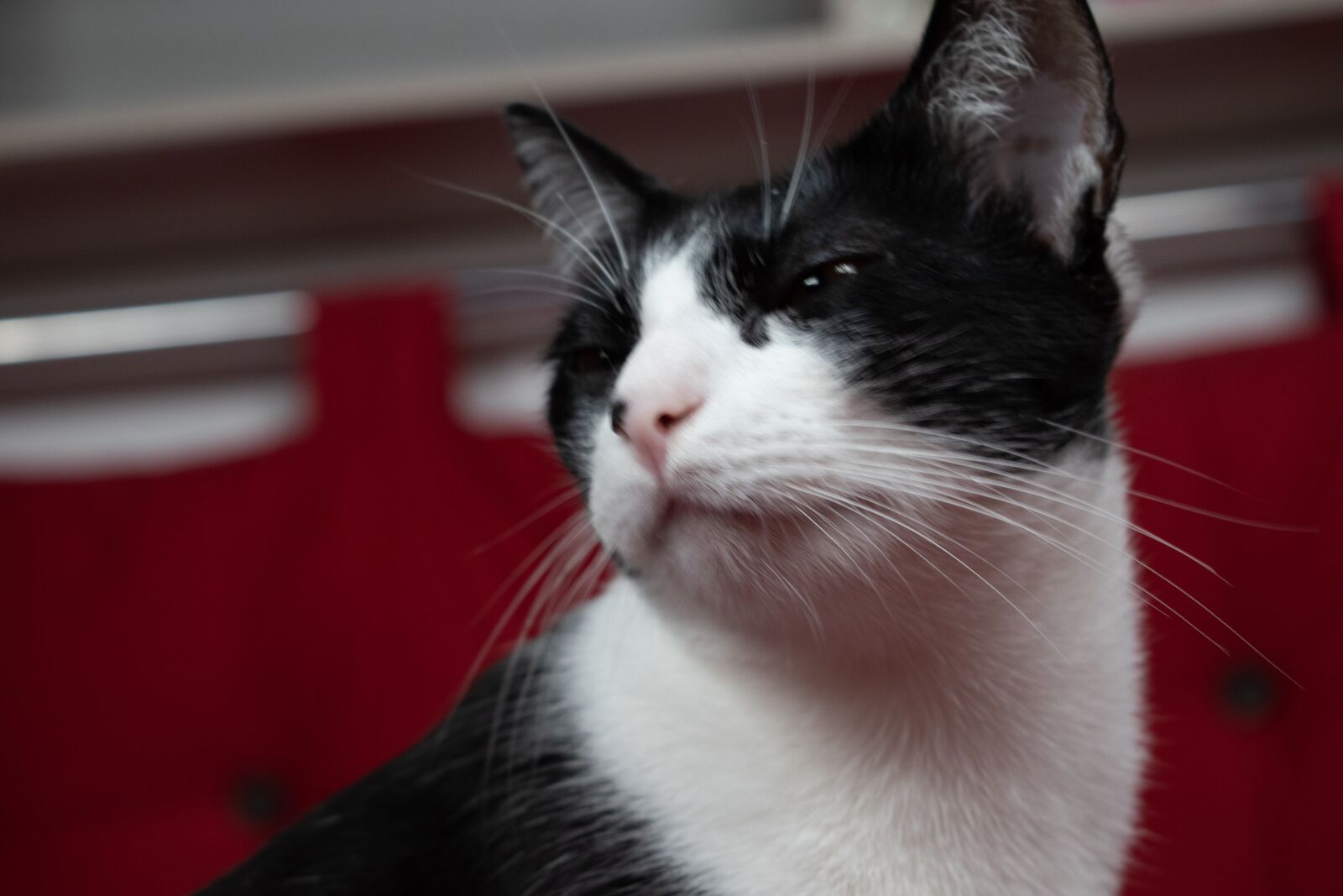 Nikon D5600 sample photo. Cat, gato, animal photography