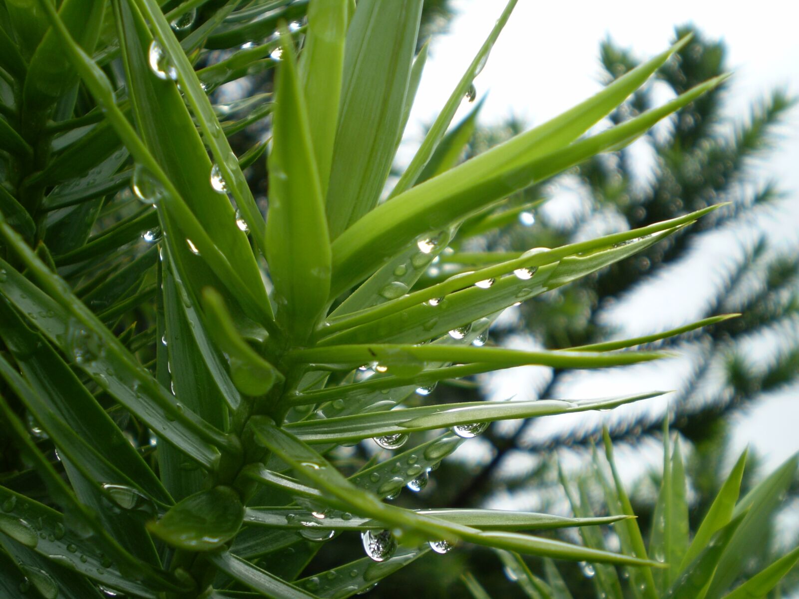 Olympus FE210,X775 sample photo. Pine, pine needles, wet photography