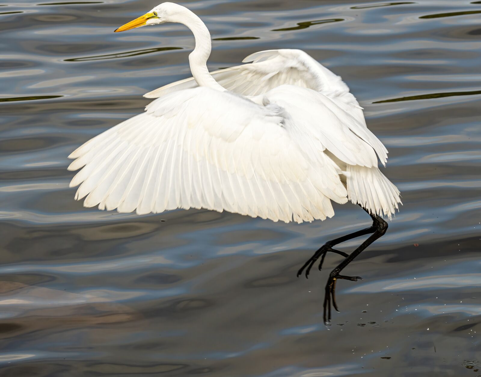 Sony a6400 sample photo. Jumping egret, great egret photography