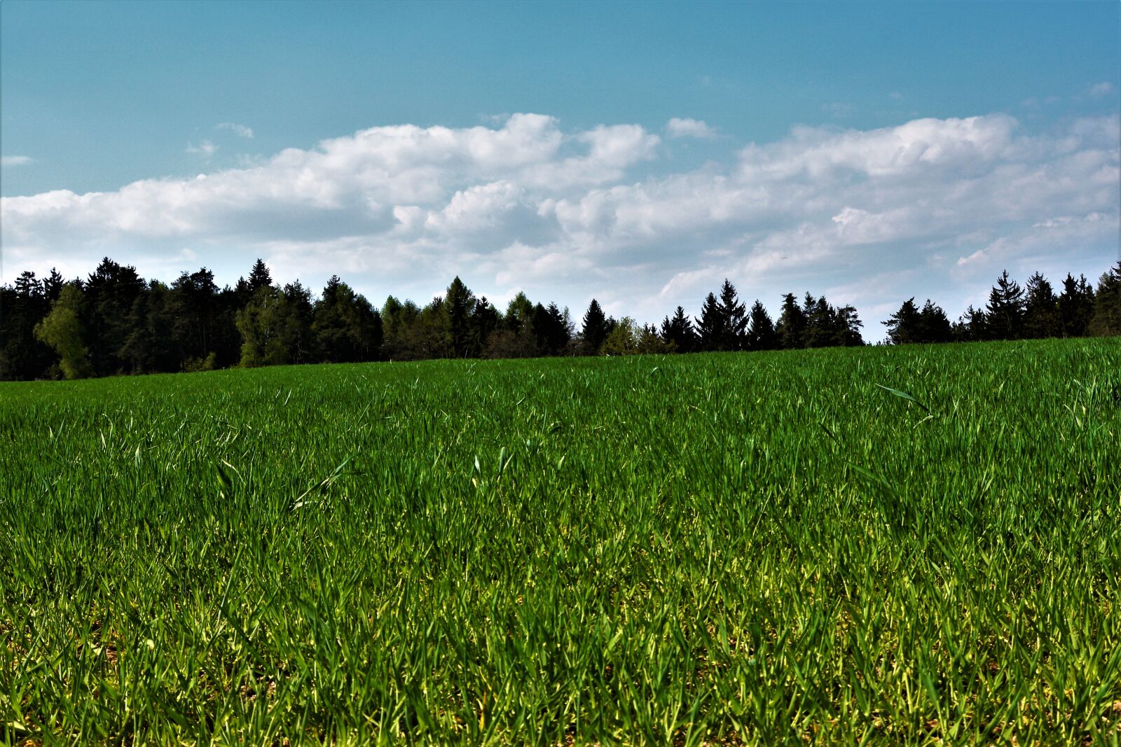 Nikon D5200 sample photo. Erde, wald, wolken photography