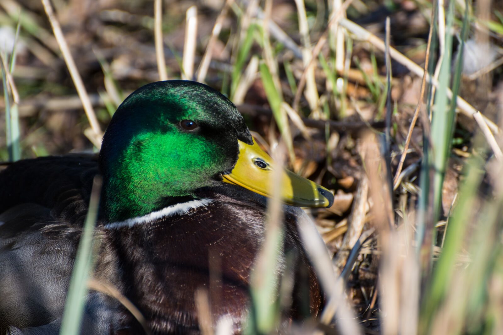 Nikon D5300 sample photo. Duck, nature, drake photography