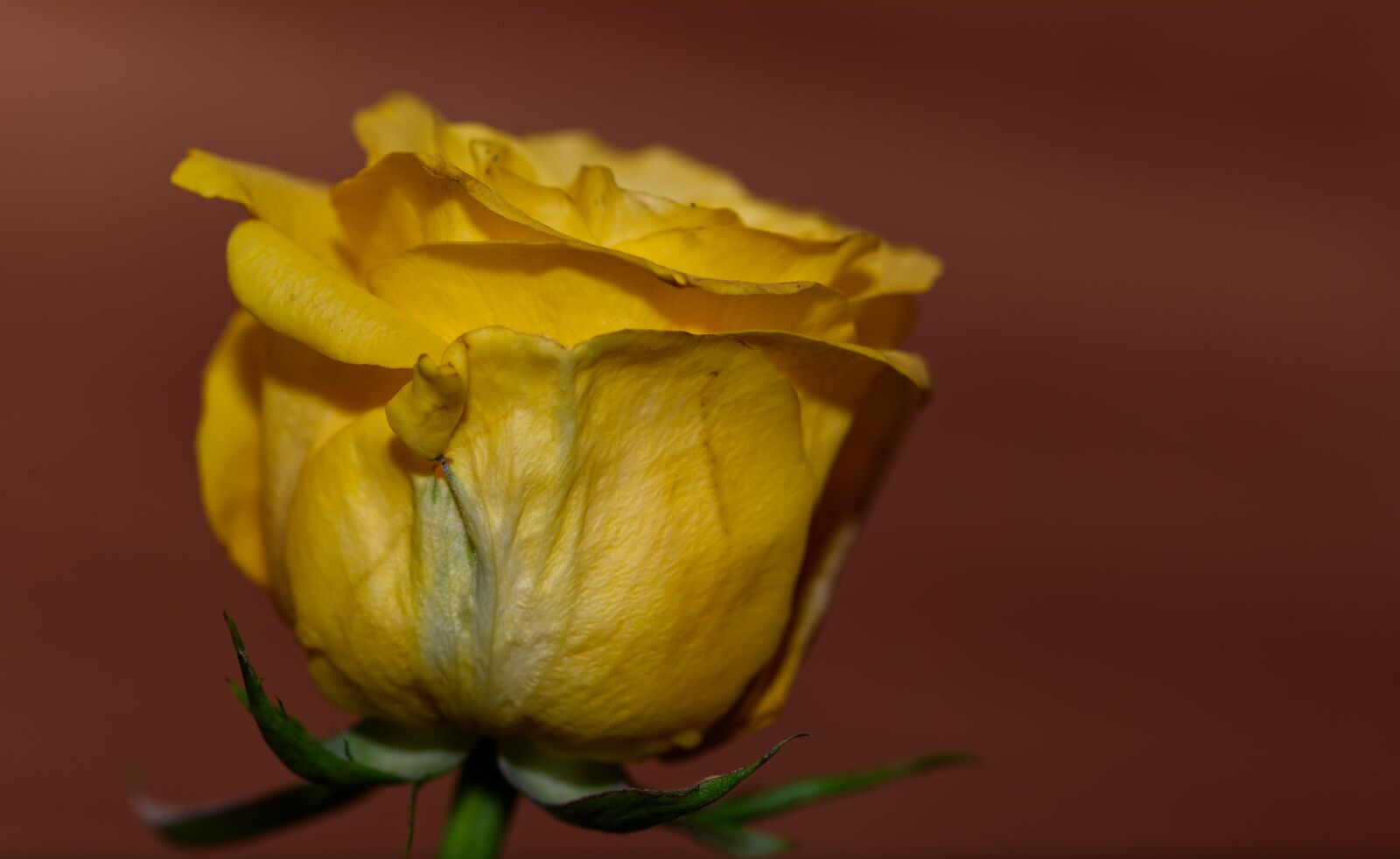 Nikon D5500 sample photo. Rose, yellow, yellow rose photography
