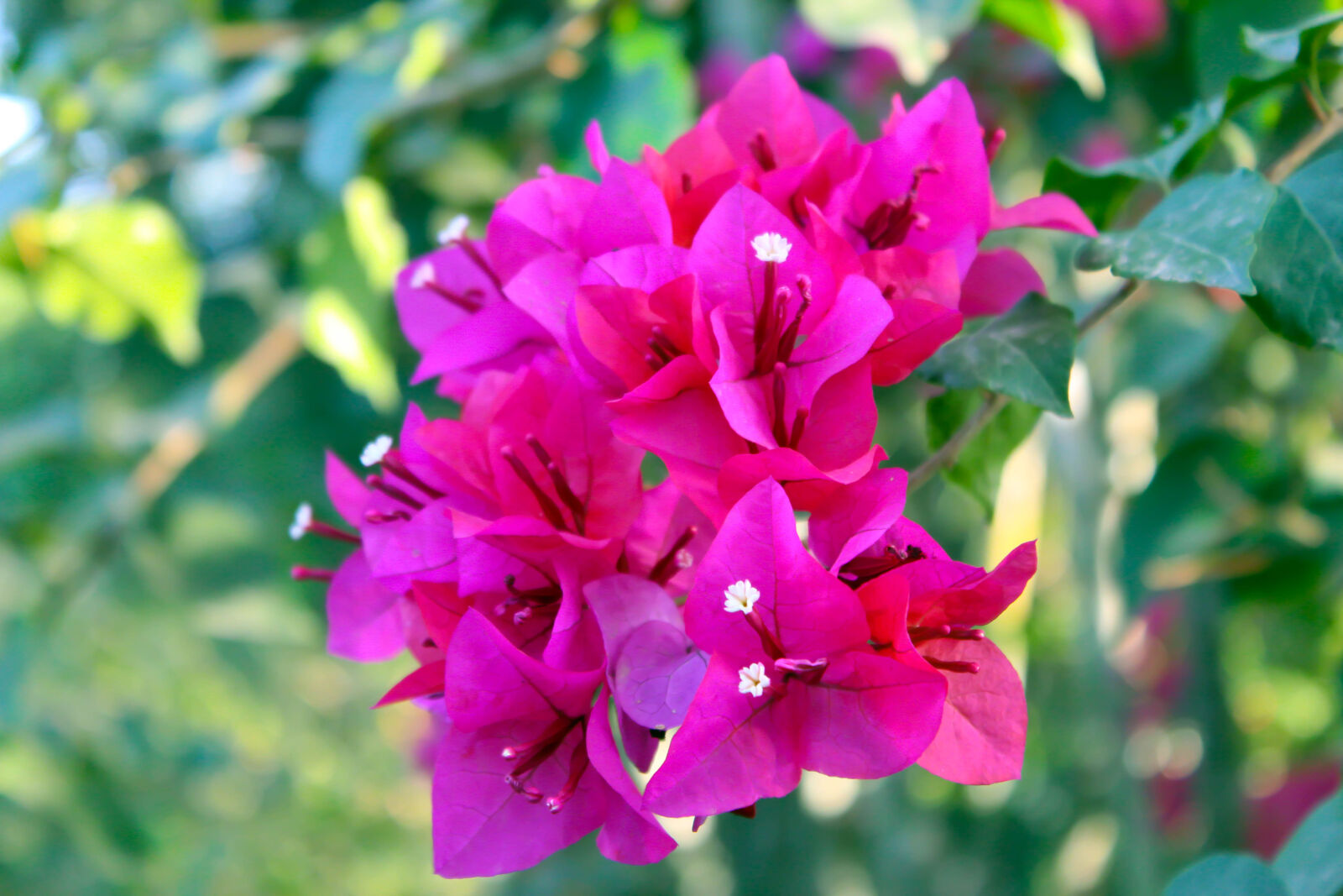 Canon EOS 1200D (EOS Rebel T5 / EOS Kiss X70 / EOS Hi) sample photo. Beautiful, flowers photography