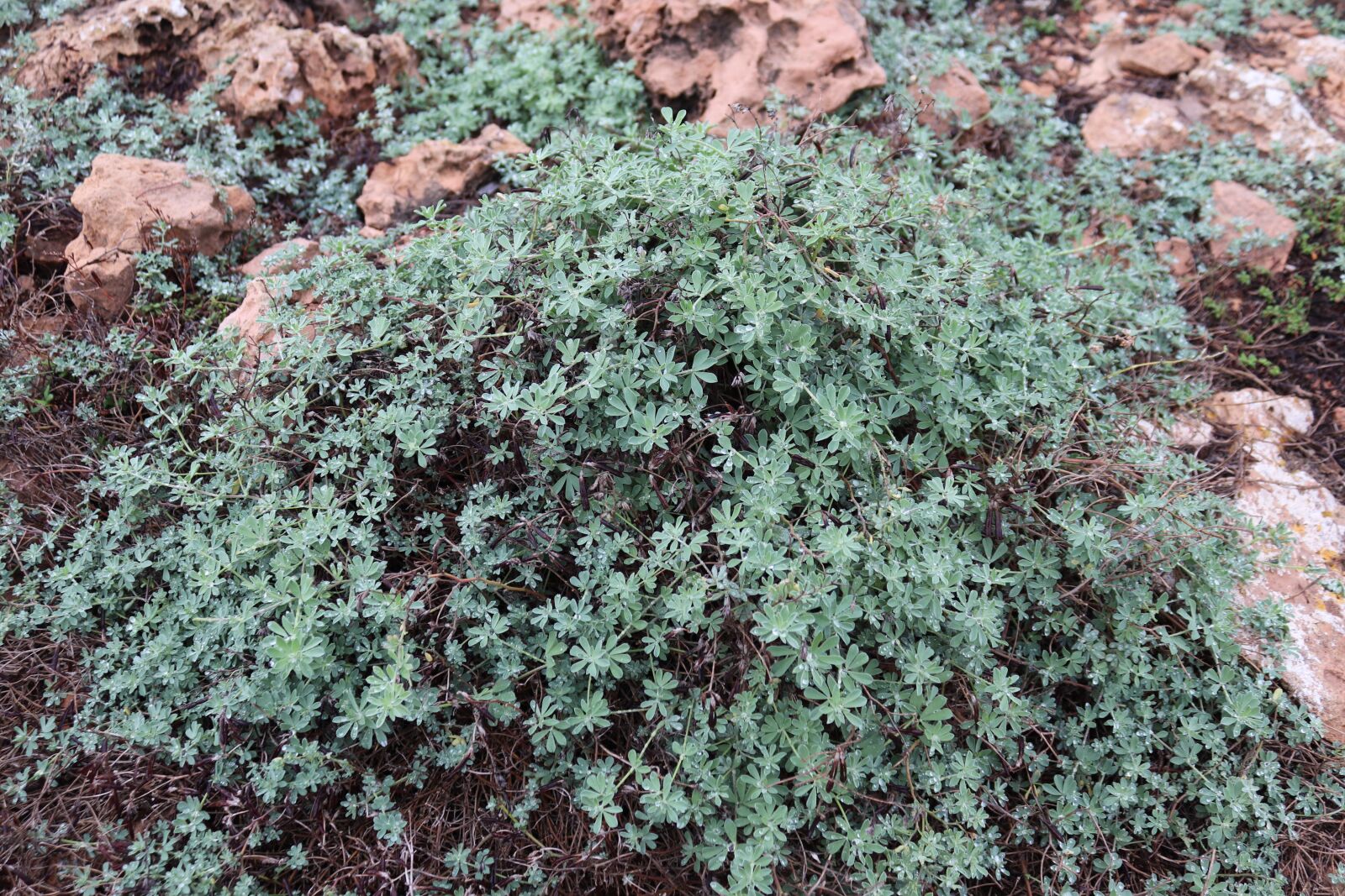 Canon EOS 200D (EOS Rebel SL2 / EOS Kiss X9) sample photo. Plant, ground cover, mediterranean photography