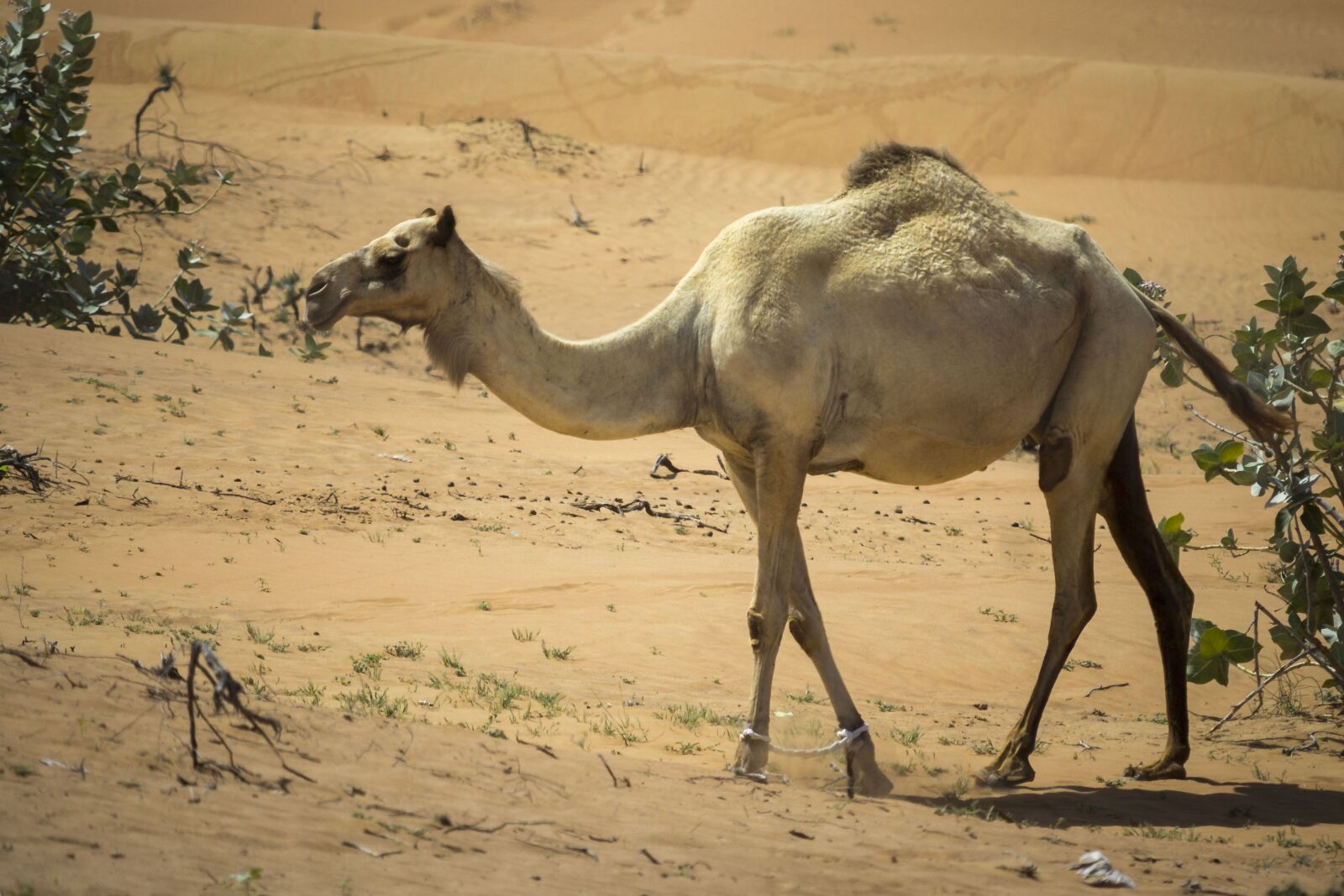 Canon EF-S 55-250mm F4-5.6 IS STM sample photo. Caldo, cammello, deserto, dubai photography