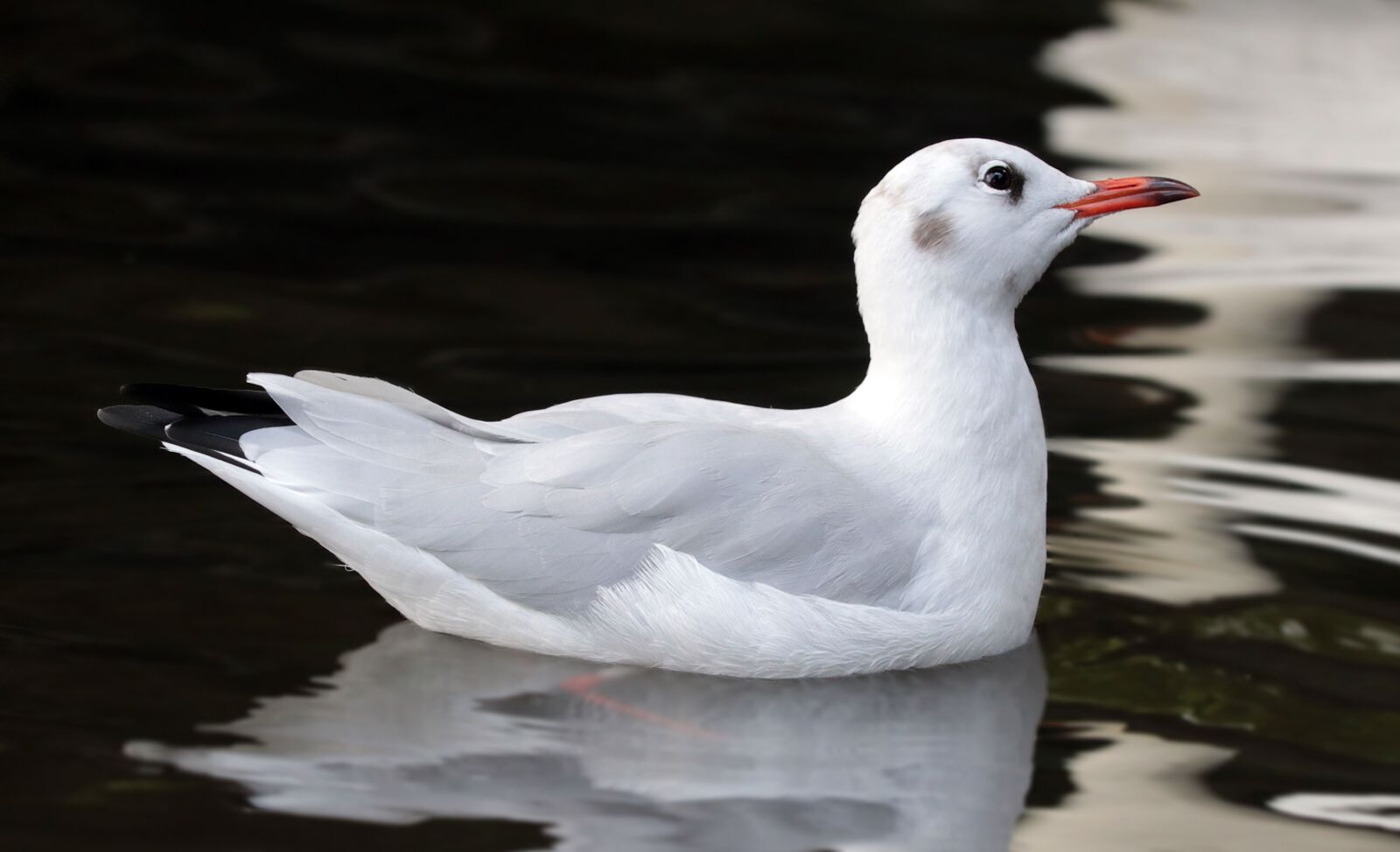 Canon EOS 80D sample photo. Bird, wildlife, waterfowl, water photography