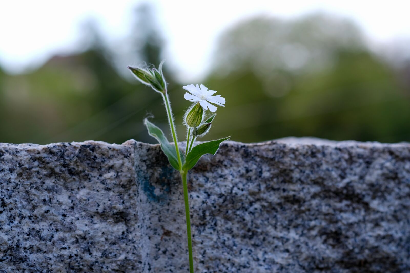 Fujifilm X-T20 sample photo. Pointed flower, flower, wild photography