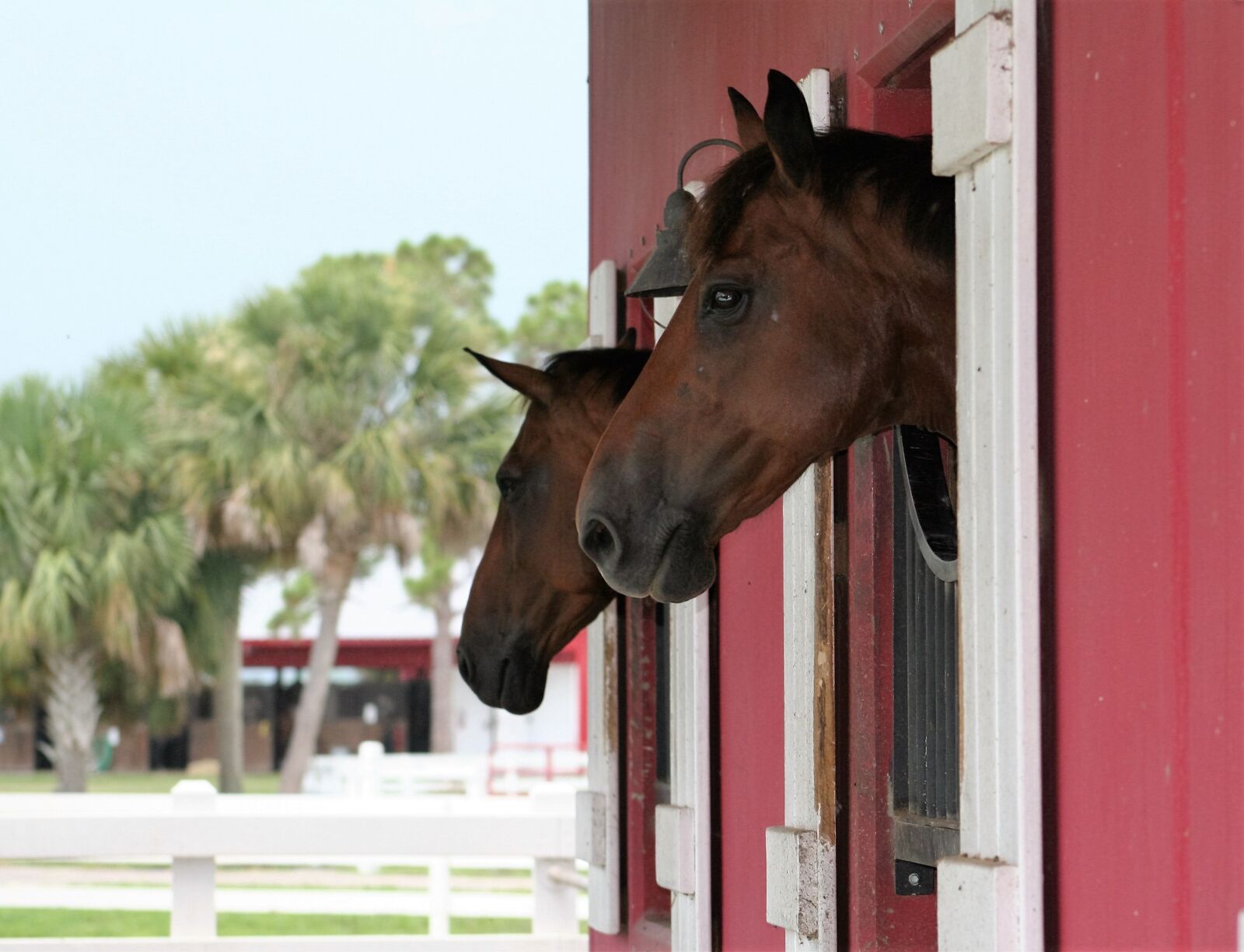 Canon EOS 20D sample photo. Stable, horses, animals photography