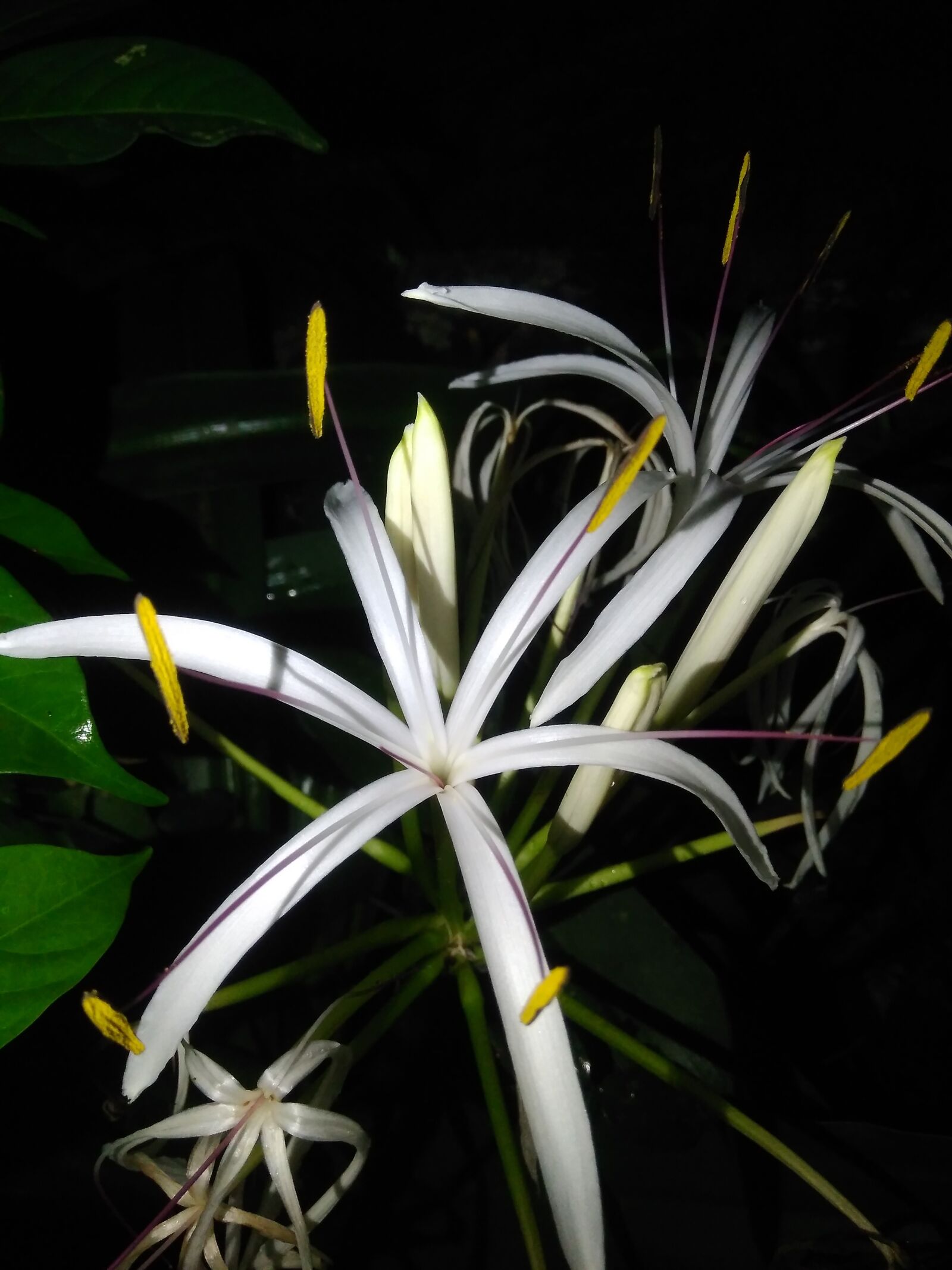 Xiaomi Redmi 4 Pro sample photo. White flower, six branch photography