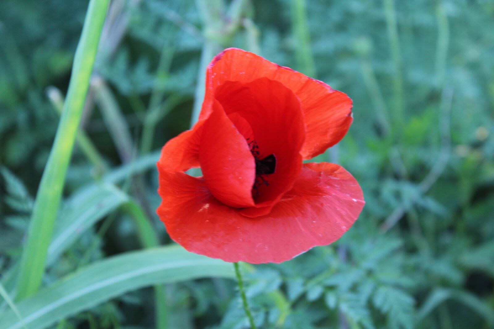 Canon EOS 1200D (EOS Rebel T5 / EOS Kiss X70 / EOS Hi) sample photo. Poppy, red, flower photography