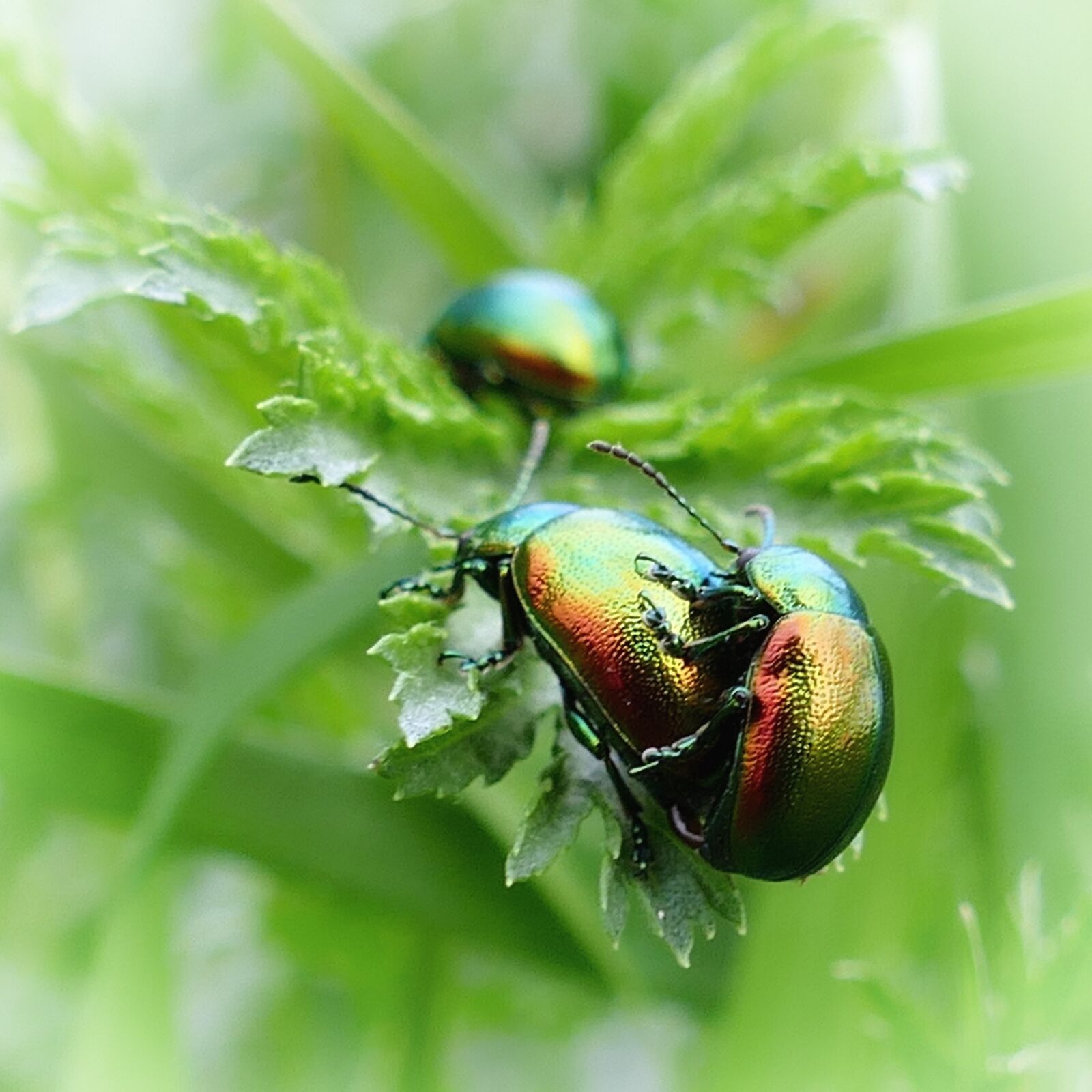 Panasonic Lumix DMC-FZ1000 sample photo. Beetle, oval ugiger leaf photography