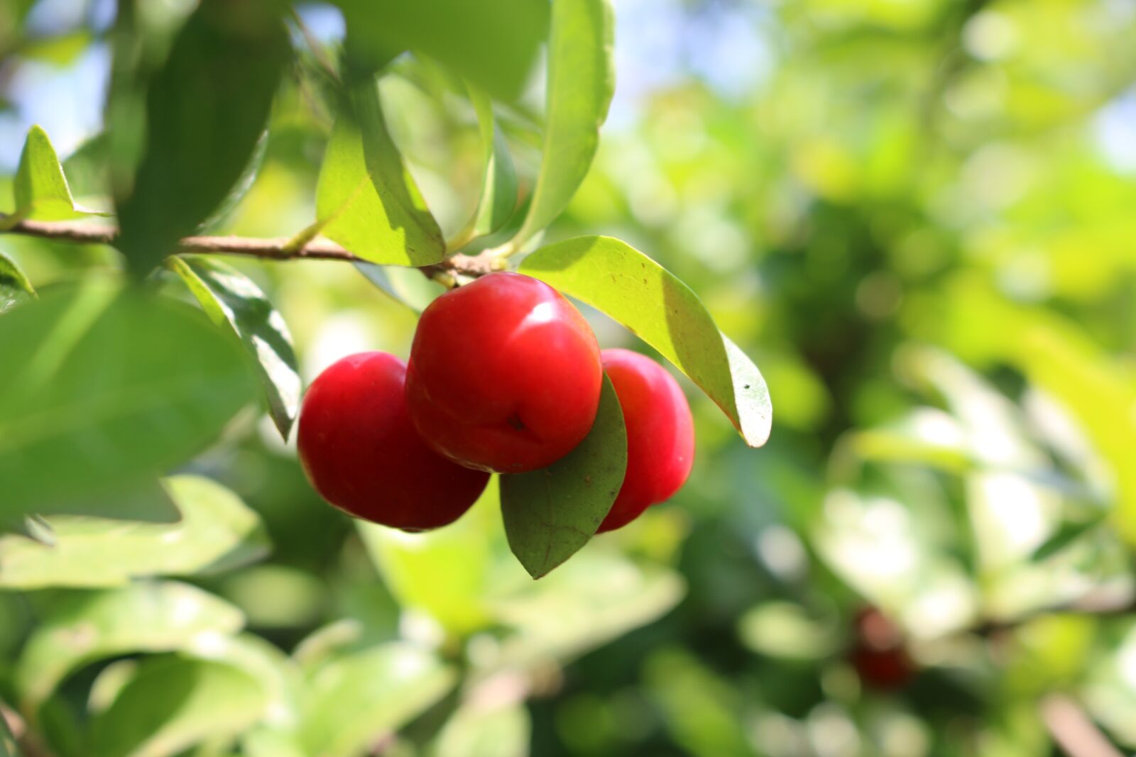 Canon EOS 70D sample photo. Green, tree, plant photography